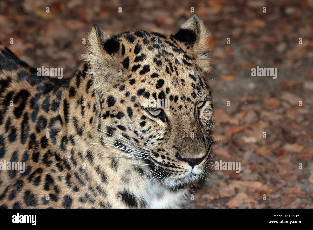 Panthère au Zoo d'Erie, Erie, Pennsylvanie, USA. Banque D'Images