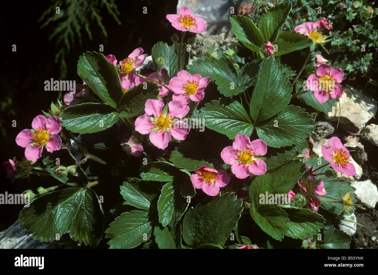 Fraisier ornemental Pink Panda en fleur Banque D'Images