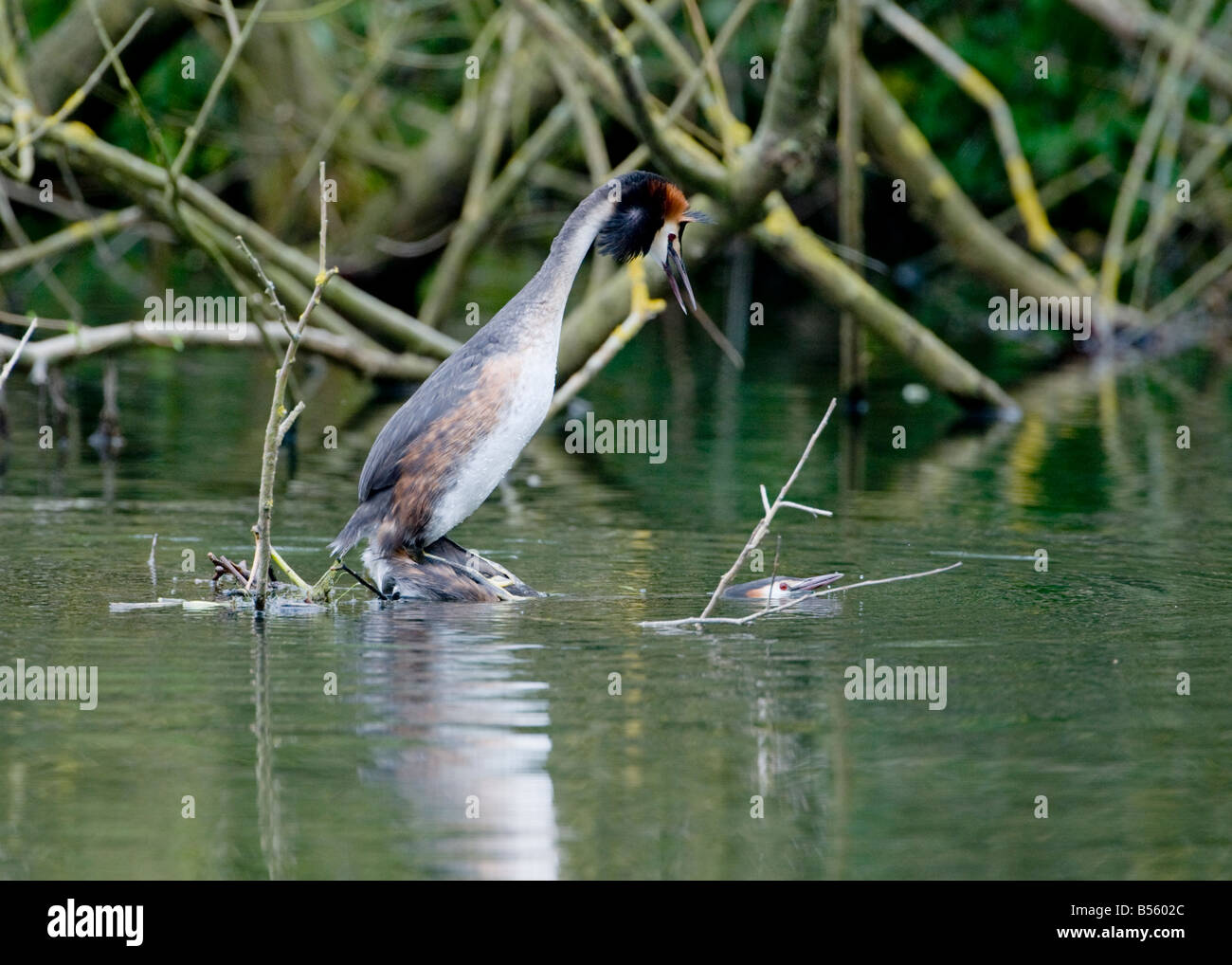 Beaucoup de grèbes huppés (Podiceps cristatus) l'accouplement au printemps dans un lac Anglais Banque D'Images