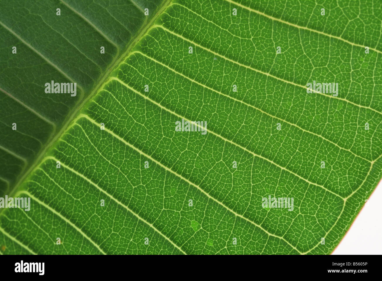 feuille verte Banque D'Images