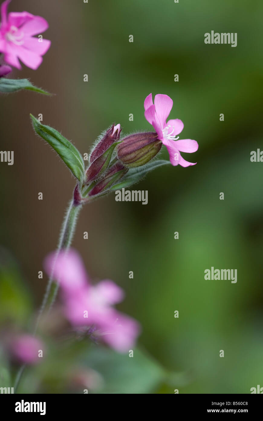 SILENE DIOICA RED CAMPION Banque D'Images