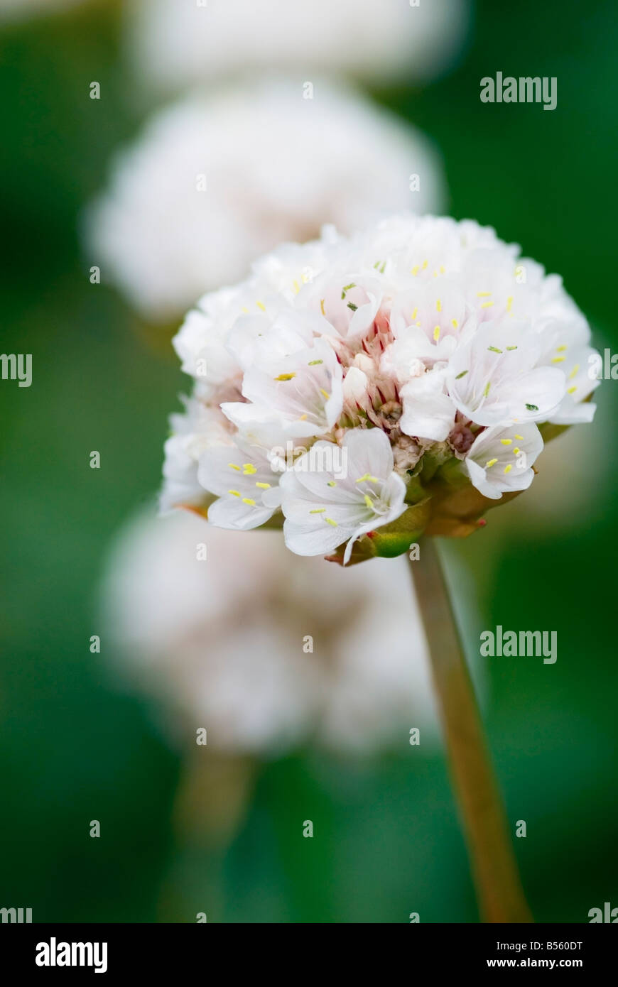 Brutus Banque de photographies et d’images à haute résolution - Alamy