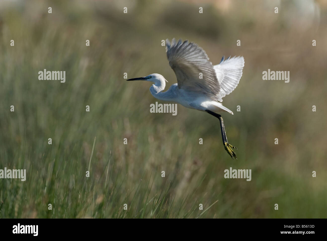 Peu de Western Reef Egret Egretta garzetta gularis hybride Banque D'Images