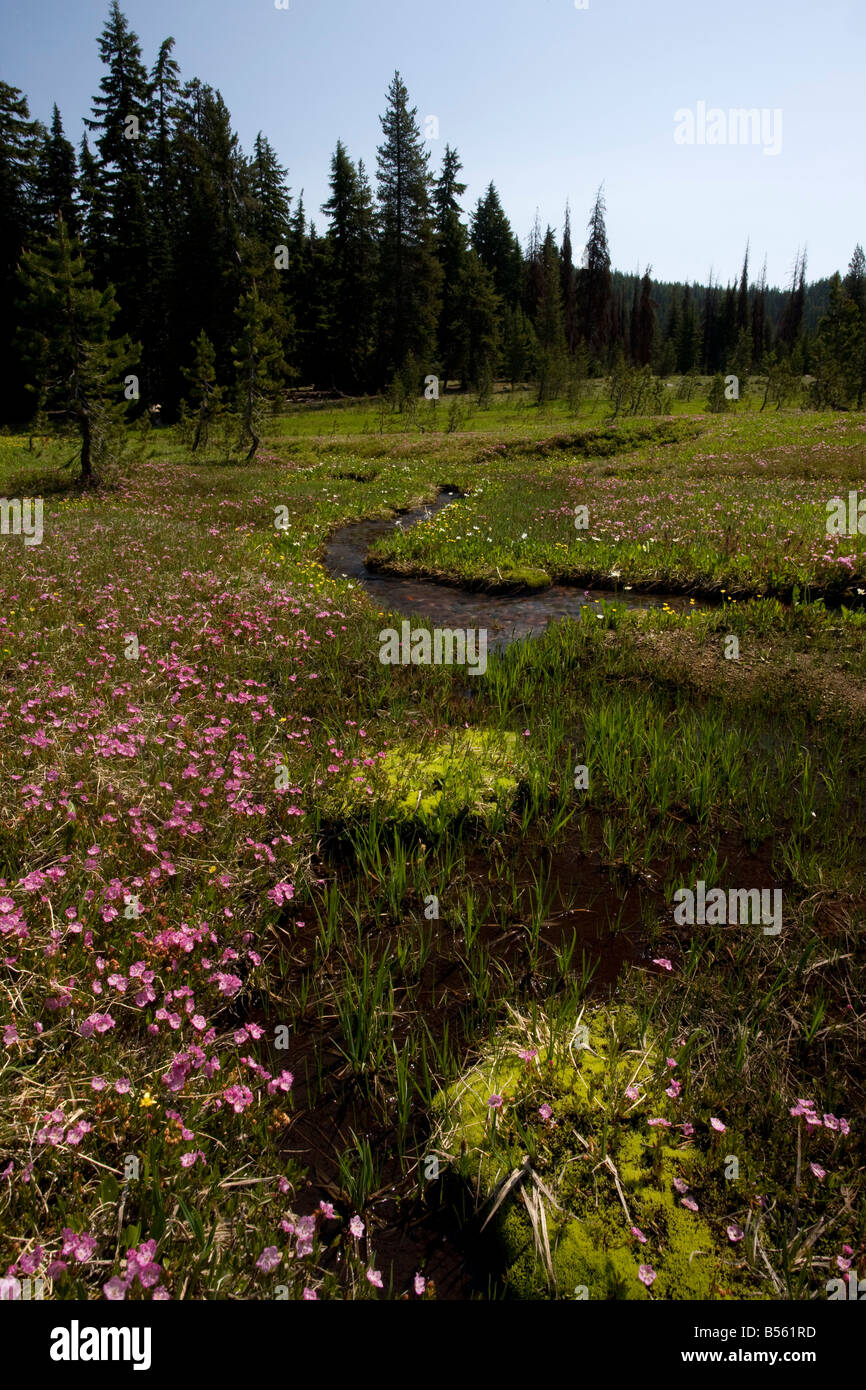 Laurel alpin Kalmia Kalmia polifolia microphylla ssp microphylla en prairie alpine marécageuse à Todd lac près de soeurs Banque D'Images
