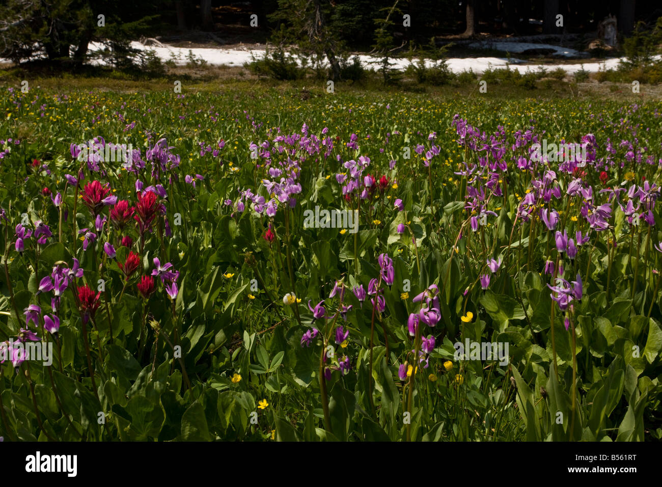 Prairie alpine marécageuse fleuri avec Jeffrey's Shooting Star et un pinceau Castilleja suksdorfii à Todd Lake Banque D'Images
