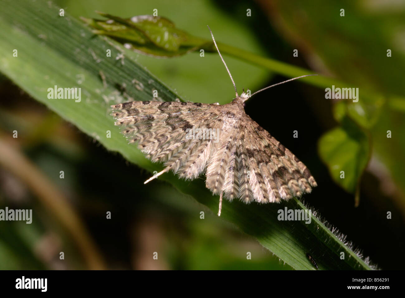 Vingt-plume / Plusieurs empanaché espèce Alucita hexadactyla Alucitidae UK Banque D'Images