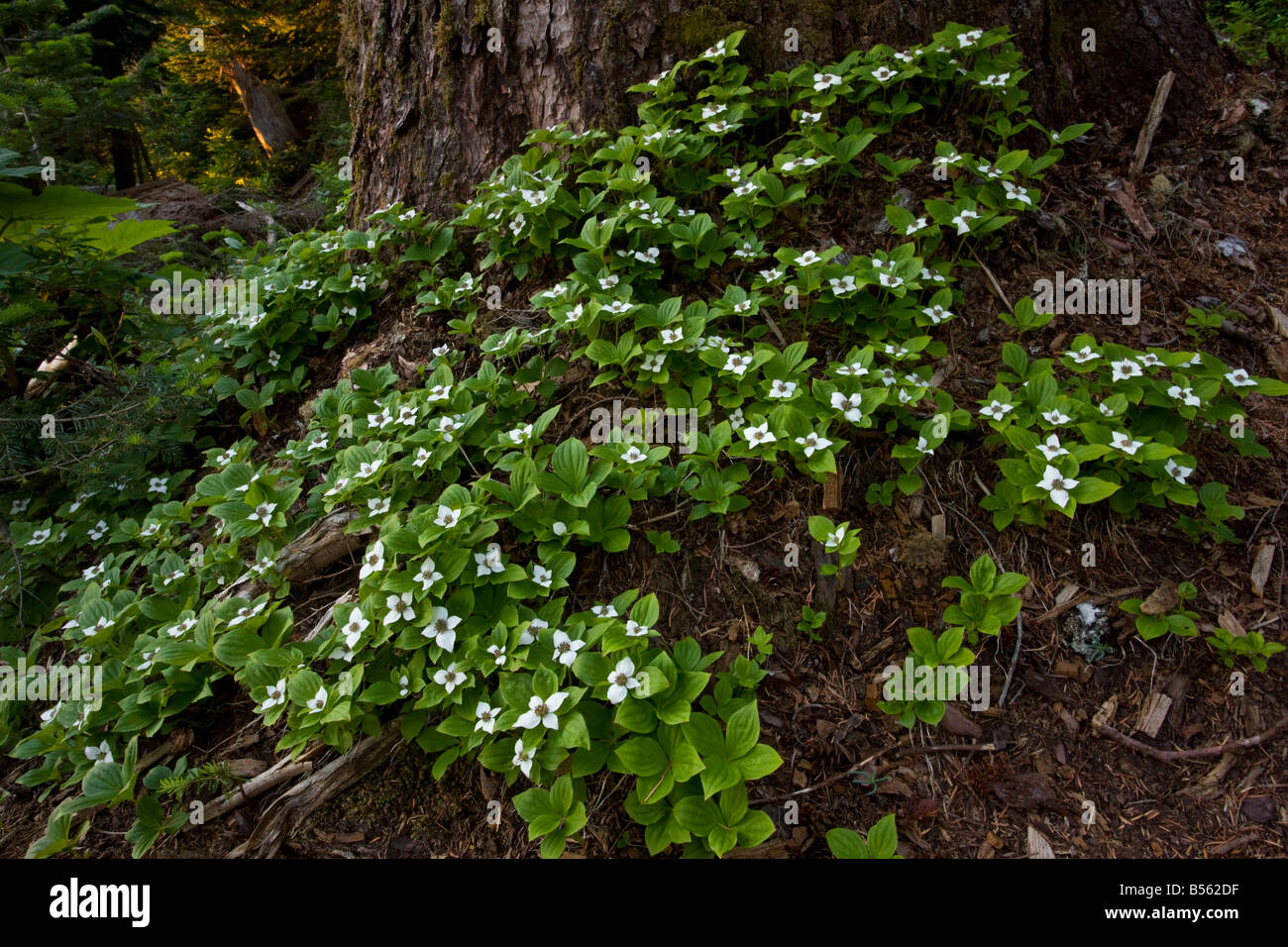 Le cornouiller du Canada ou de l'Ouest le cornouiller du Canada Cornus unalaschkensis préalablement inclus dans le Cornus canadensis des Cascades en Oregon Banque D'Images