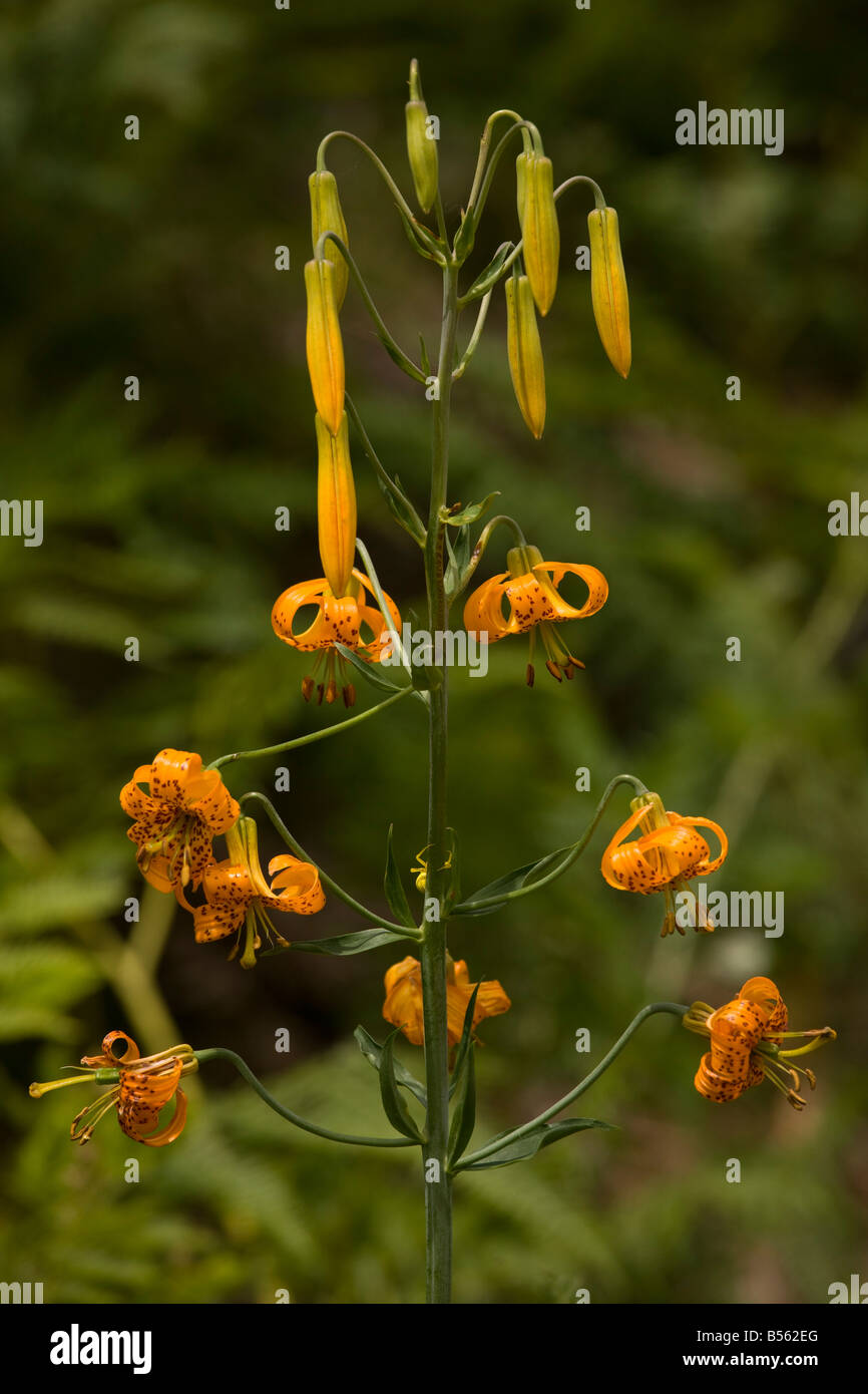 Forme de Leopard Lily ou Panther Lily Lilium pardalinum sur le mont Hood Oregon Banque D'Images