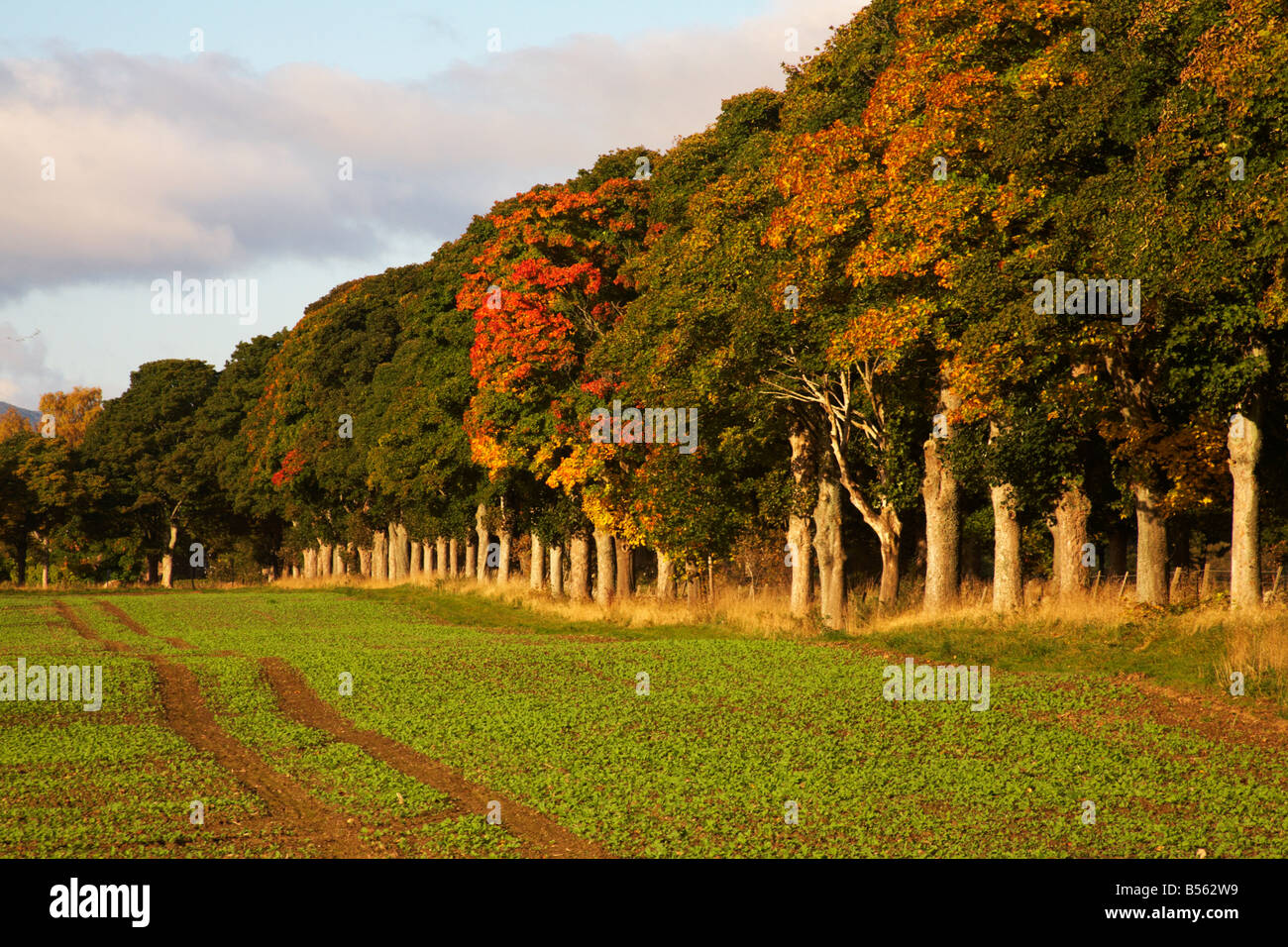 Les arbres d'automne près de Crieff, Ecosse Banque D'Images