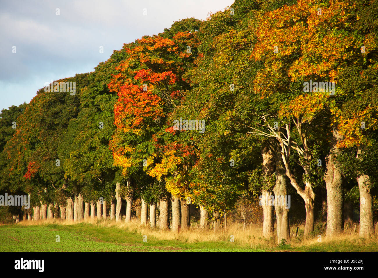 Les arbres d'automne près de Crieff, Ecosse Banque D'Images