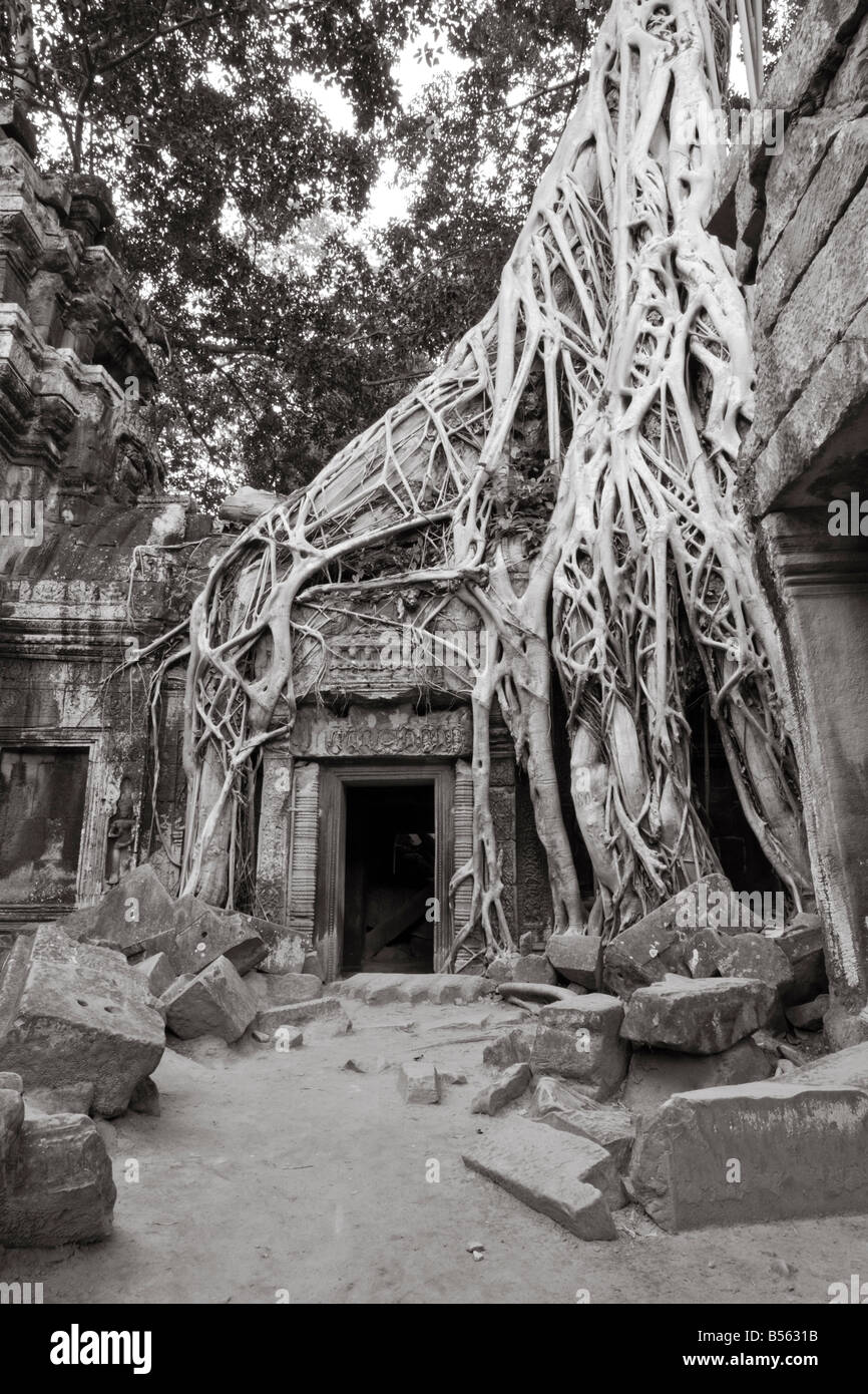 Ta Prohm Temple, Angkor Wat, au Cambodge Banque D'Images