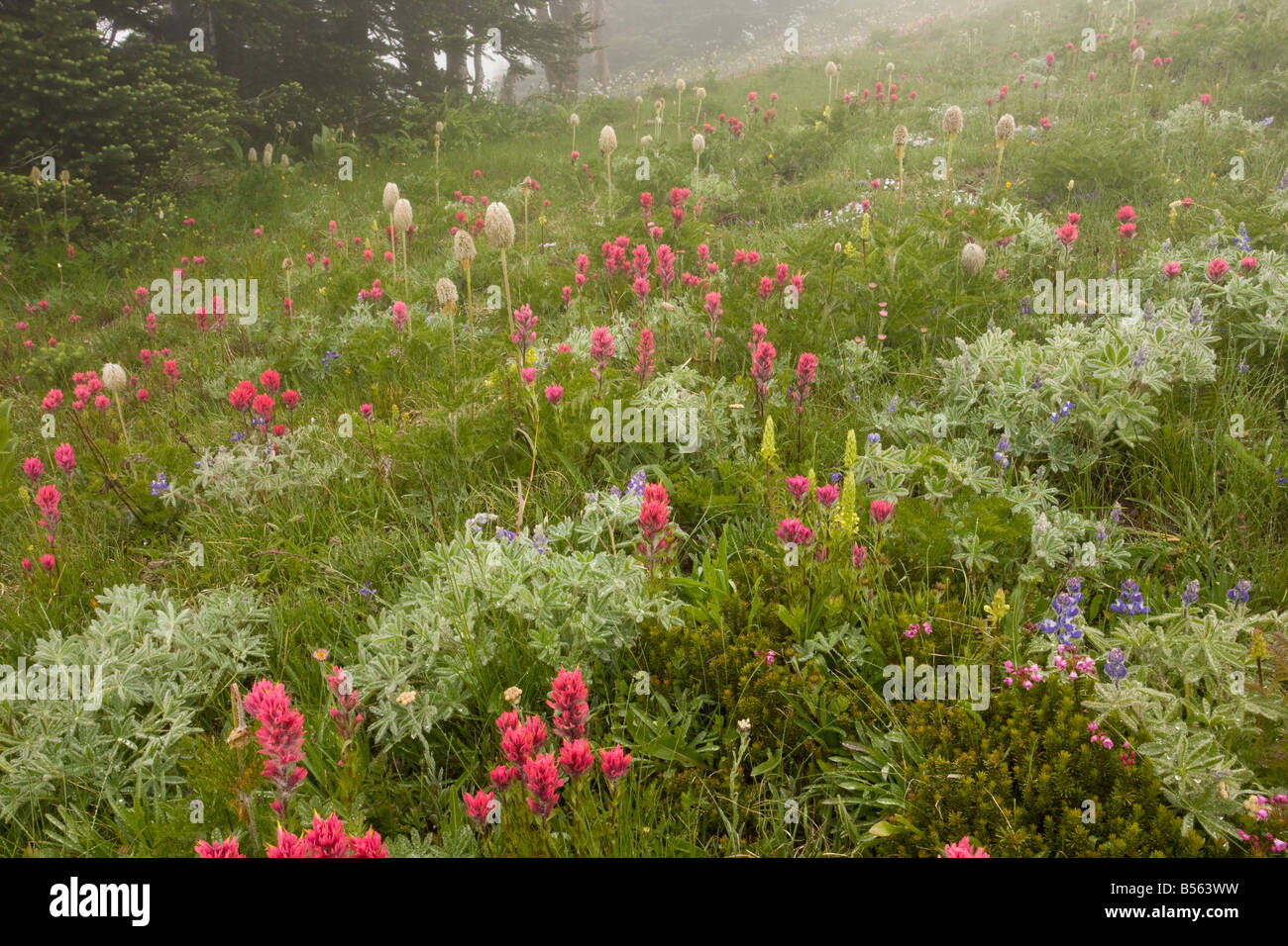 Prairie de montagne spectaculaires dans la brume avec pinceau Magenta bractées foliacées furbish etc au Paradise Mount Rainier, Washington Banque D'Images