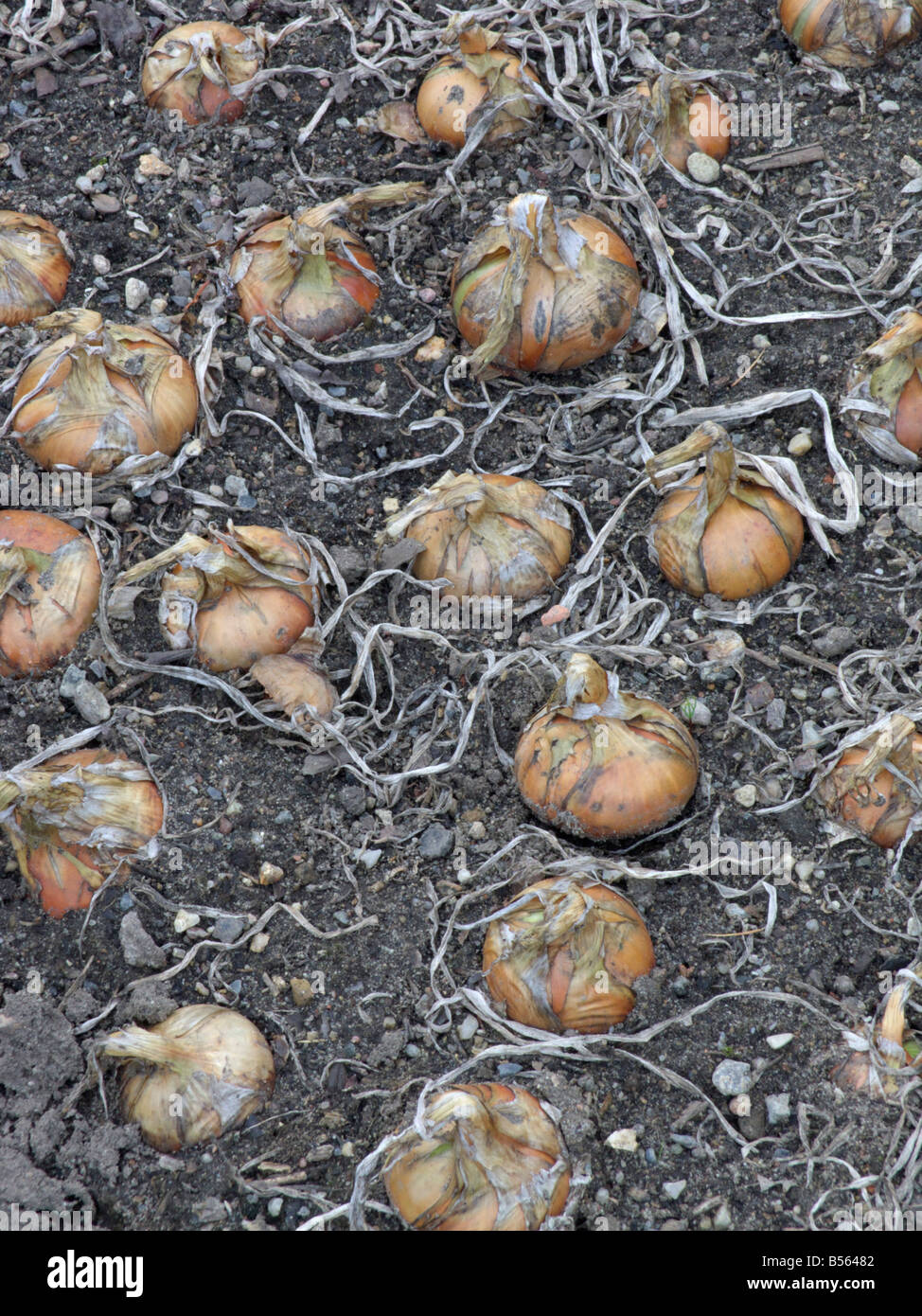 Jardin oignon (Allium cepa) Banque D'Images