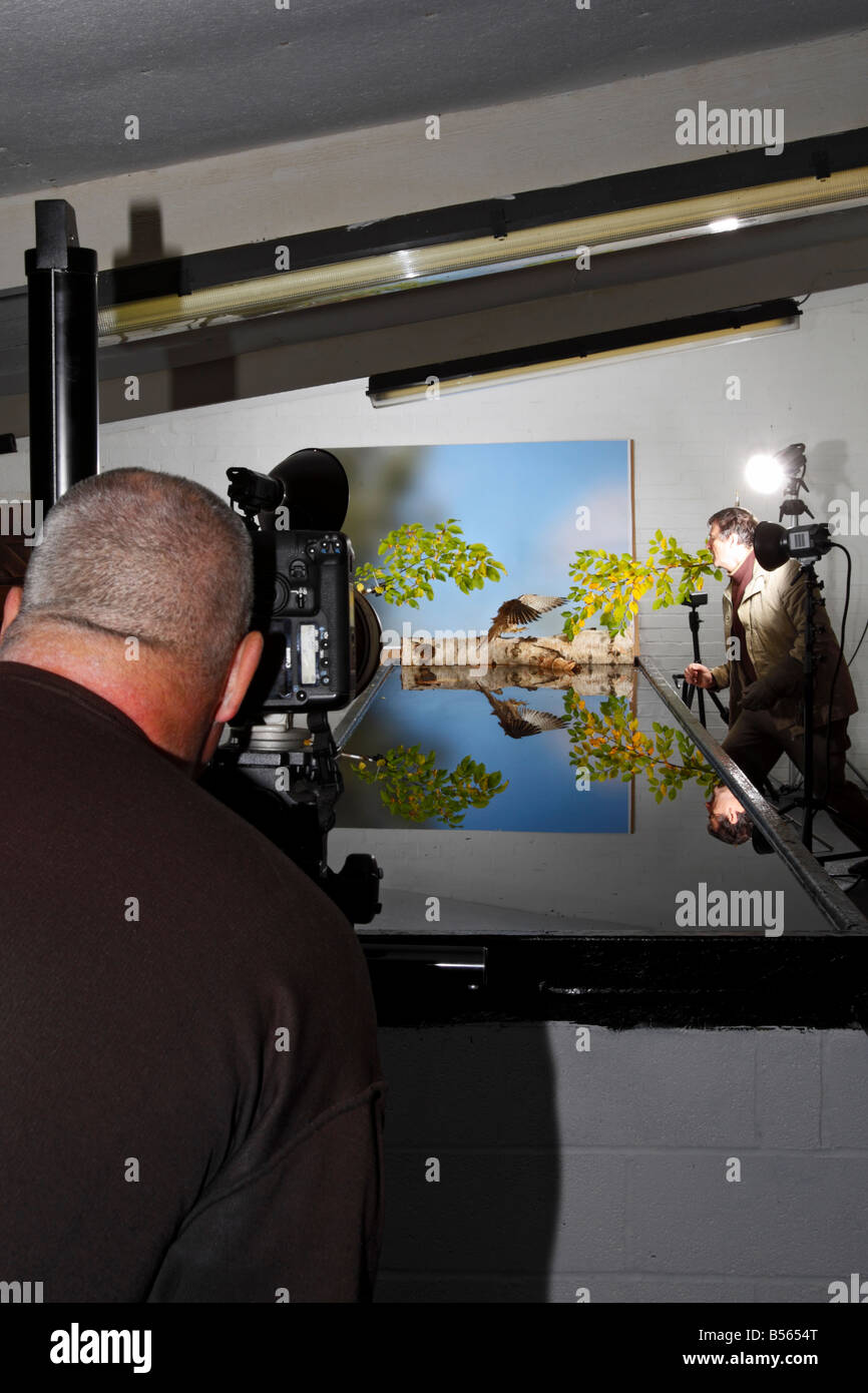 Configuration flash haute vitesse pour les oiseaux en vol Bedfordshire Potton Banque D'Images