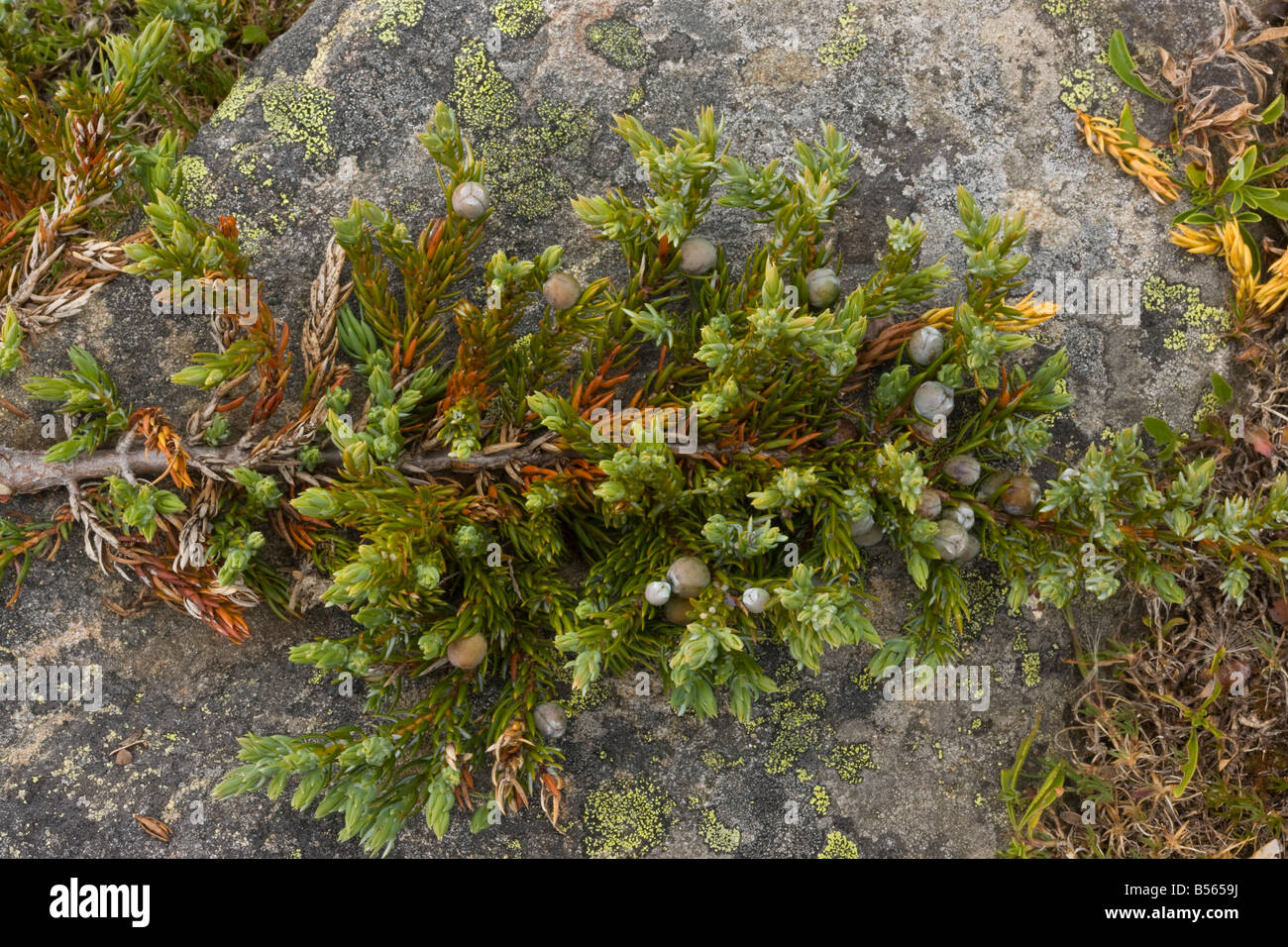 Genévrier commun Juniperus communis nain dans les fruits à haute altitude sur la crête de l'Ouragan Olympic National Park Washington Banque D'Images