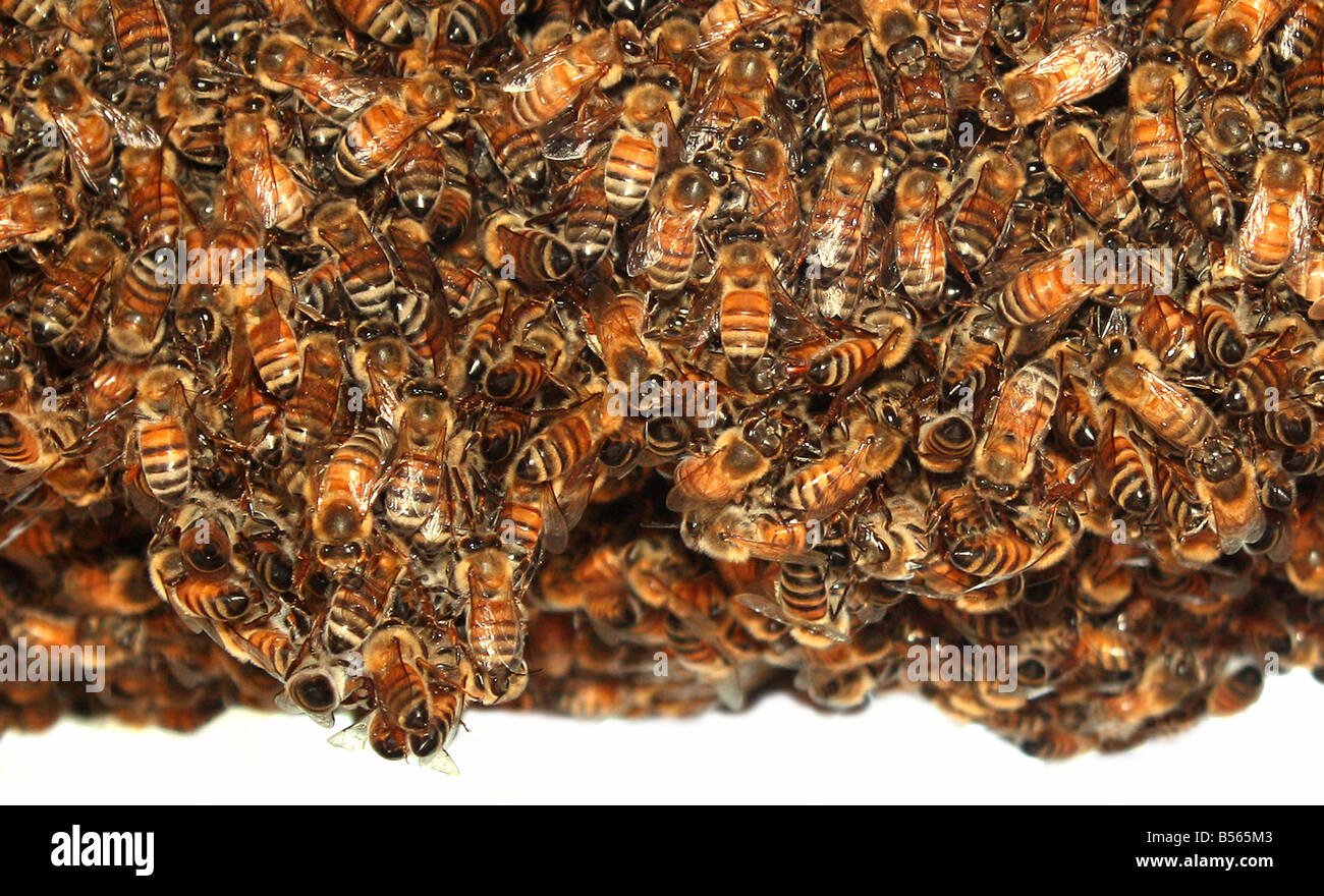 USA Nom de l'abeille pour insectes volants de la superfamille Apoidea ces abeilles ont été photographiés alors qu'ils construisaient une ruche Banque D'Images