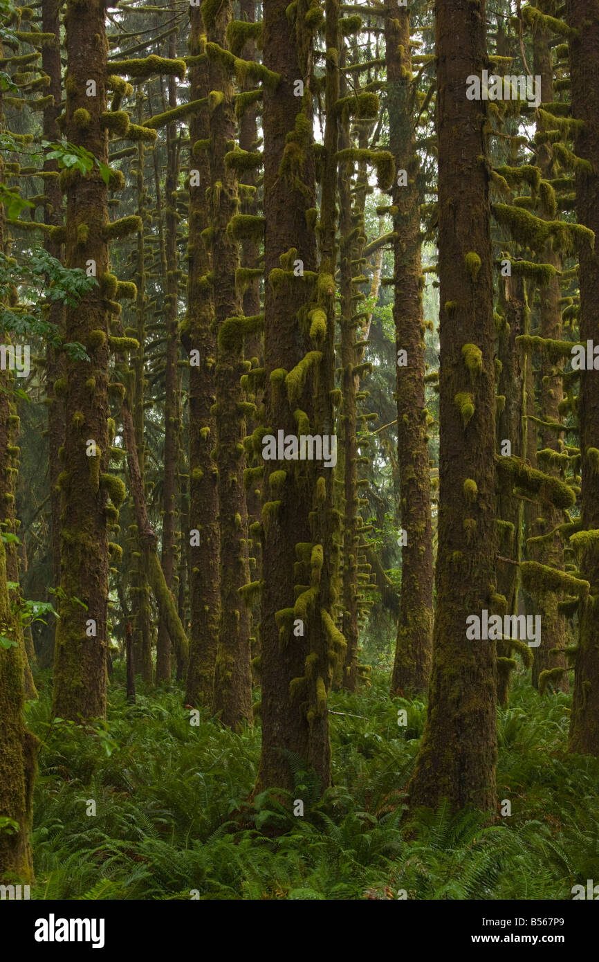 Epicéa de Sitka Picea sitchensis moussues des arbres dans la forêt tempérée humide Vallée Quinault Olympic National Park Washington Banque D'Images