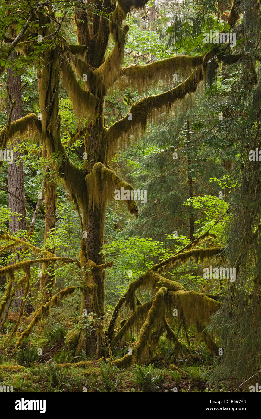Acer macrophyllum érable Feuilles gros arbres dans la forêt tempérée humide Vallée Quinault Olympic National Park Washington Banque D'Images