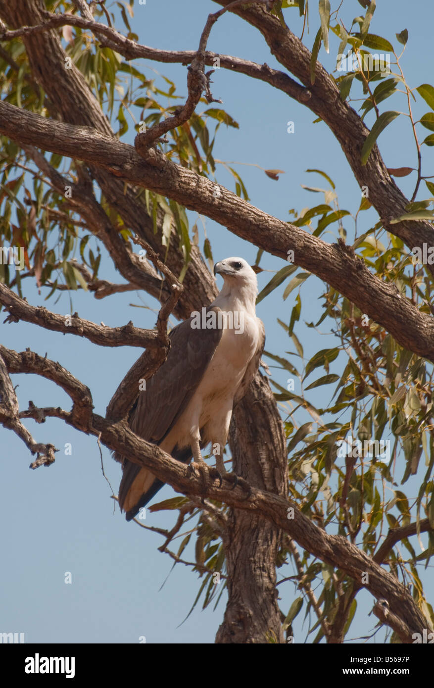 Un aigle de mer blanc perché dans un eucalyptus près de Broome en Australie occidentale Banque D'Images