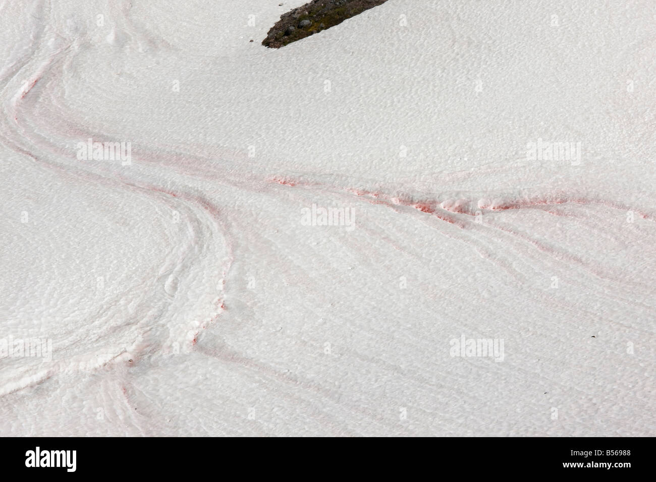 La neige ou neige rouge pastèque causée par les algues unicellulaires Chlamydomonas nivalis sur le Mont Rainier Washington Cascade Mountains Banque D'Images