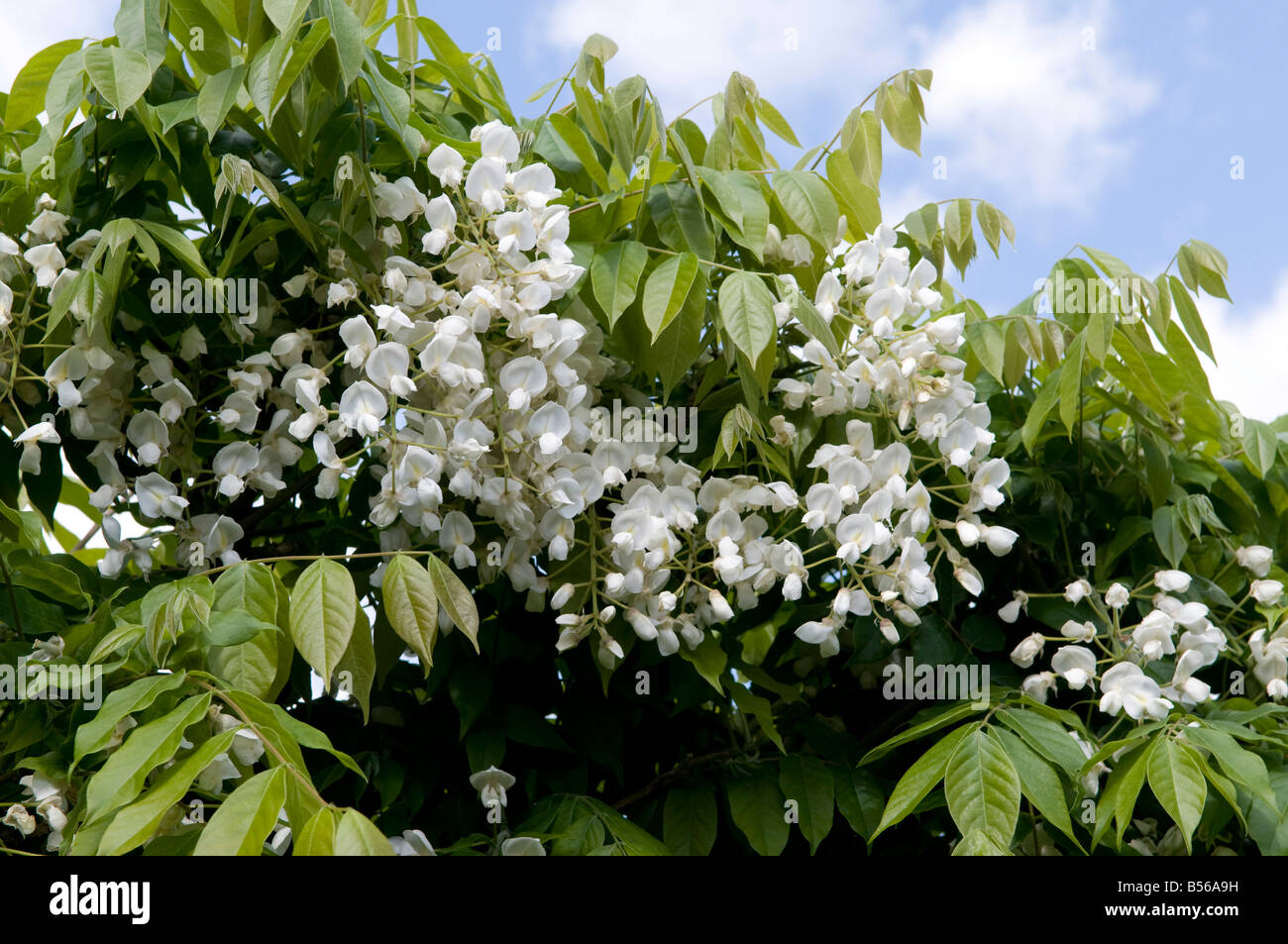 Wisteria/Légumineuses Papilionacées floribunda 'Alba' Banque D'Images