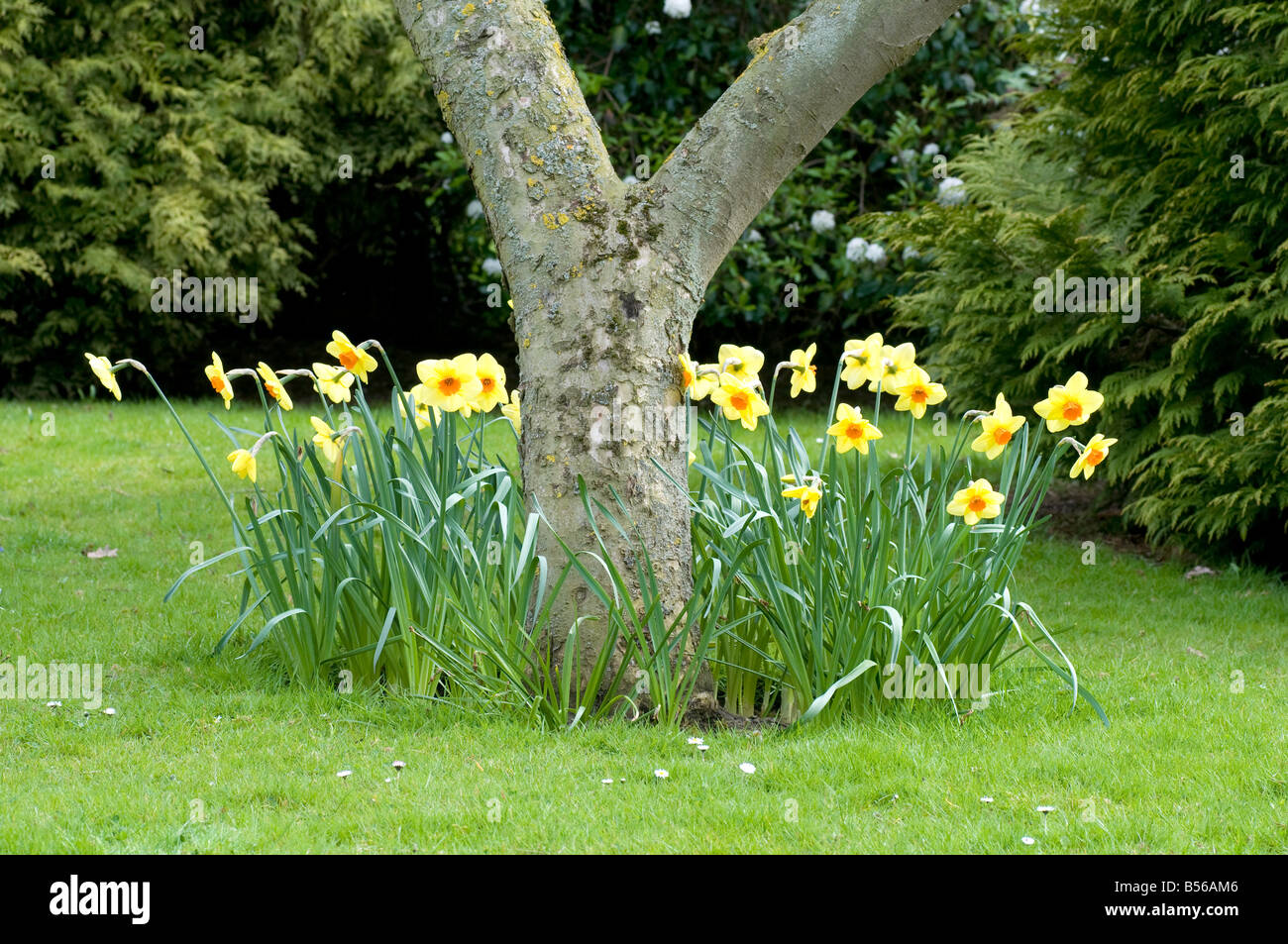Narcissus 'Pipe Major' à la base d'apple tree Banque D'Images