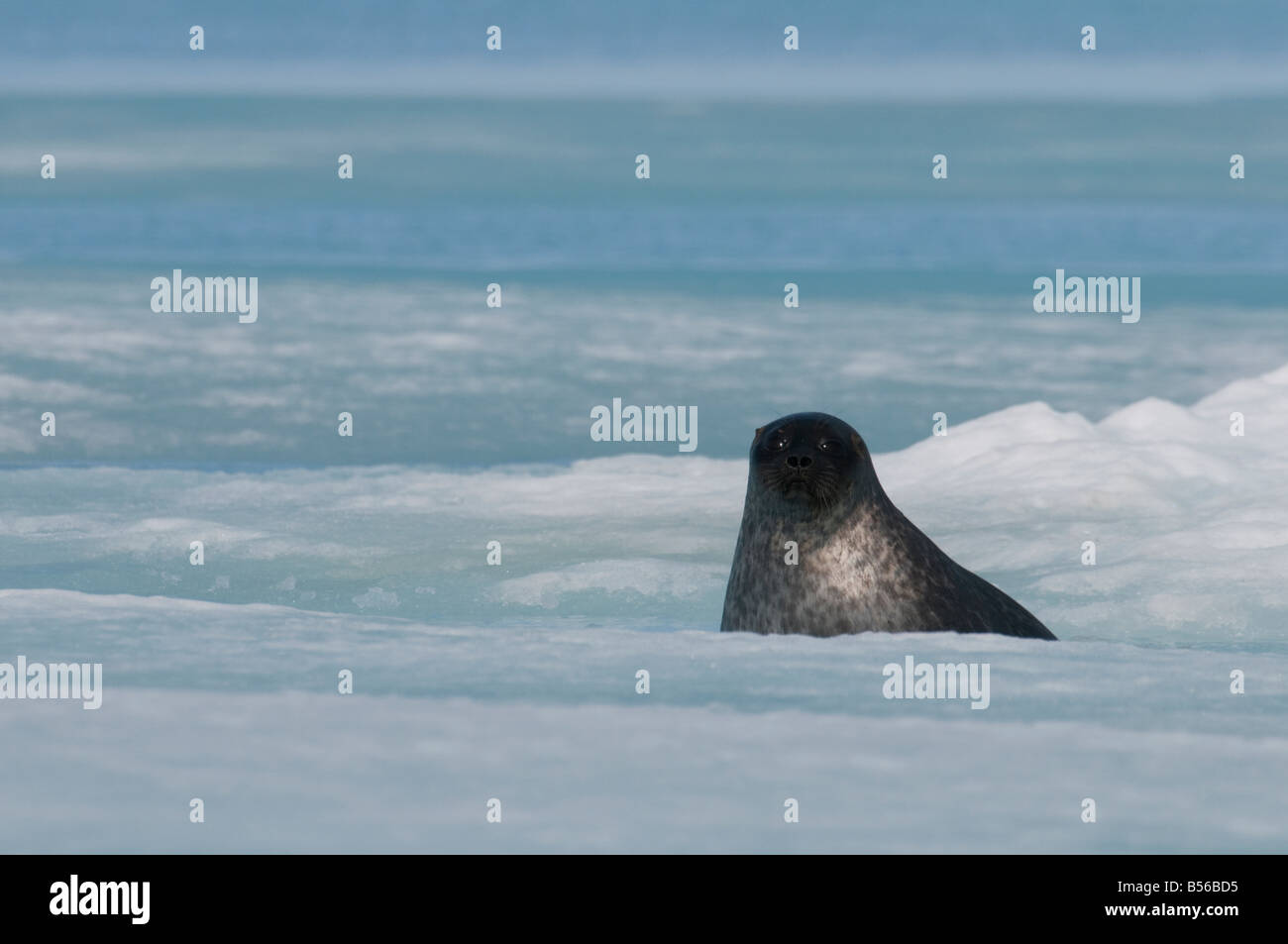 Bébé phoque annelé sur 2 mois Les jeunes phoques sont nés dans les cavités cachées tanières sous la neige sur la glace de mer Banque D'Images