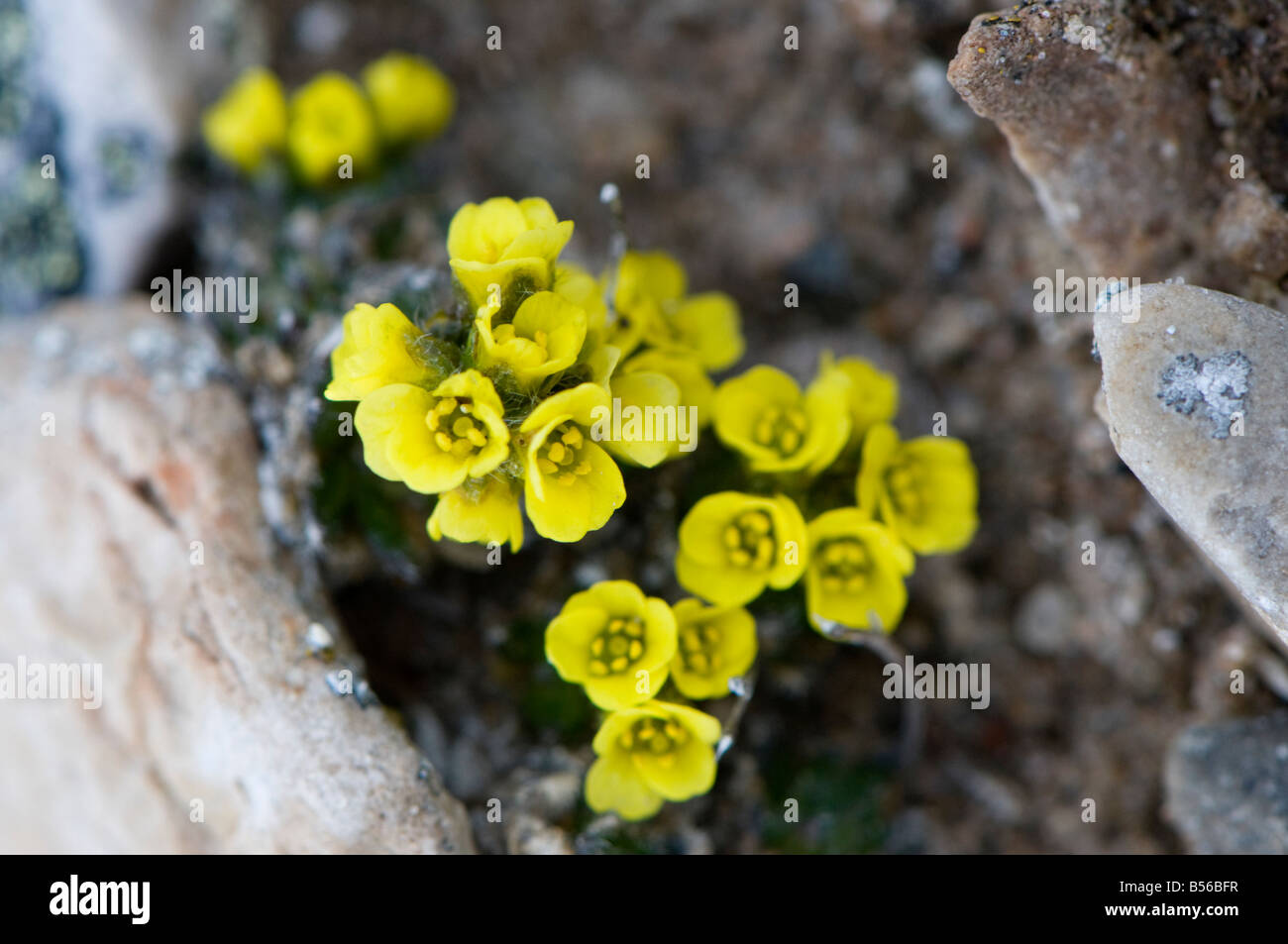 Saxifrage jaune floraison dans le bref printemps arctique l'usine favorise des niches à l'abri du vent Banque D'Images