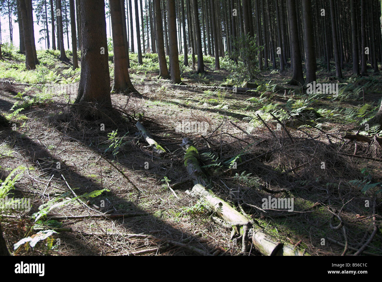 L'ombre dans une forêt sombre. Banque D'Images