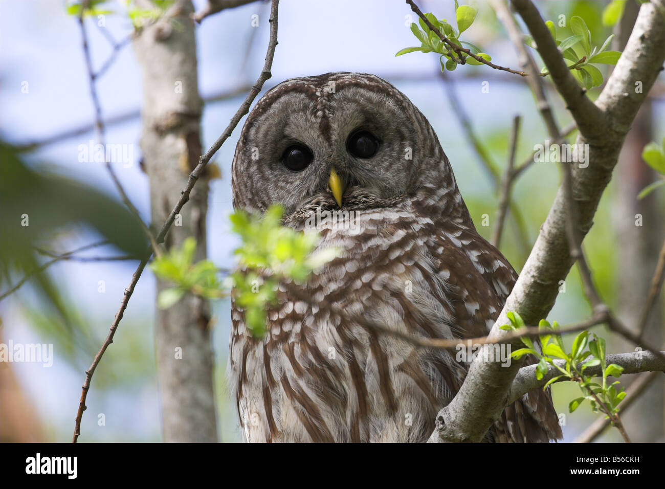 Chouette rayée Strix varia close up perché dans un arbre à McGregor Marsh de l'île de Vancouver Nanaimo BC en mai Banque D'Images