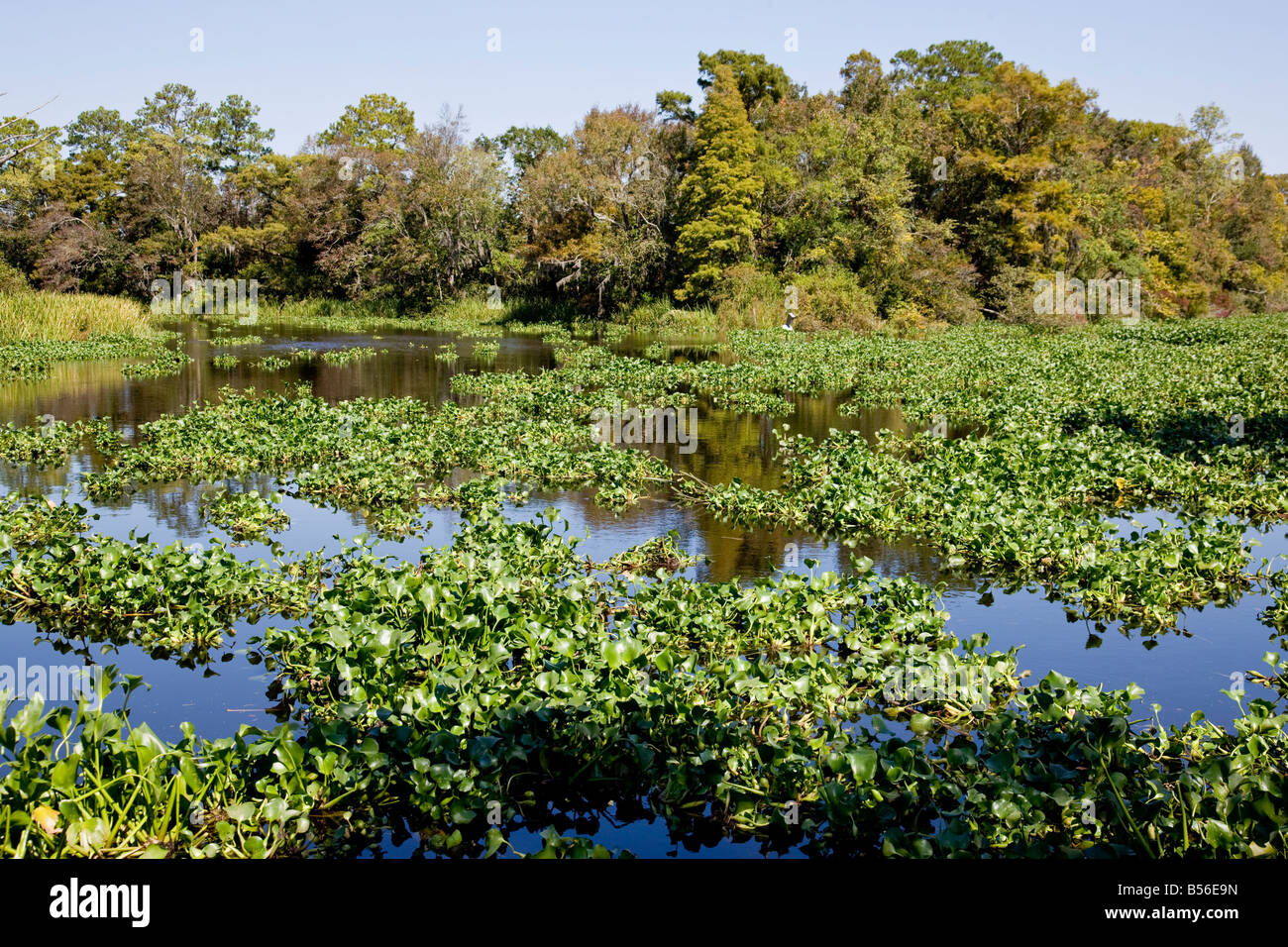 Une croissance excessive de la jacinthe d'un sabots Creek, en Caroline du Sud. Banque D'Images