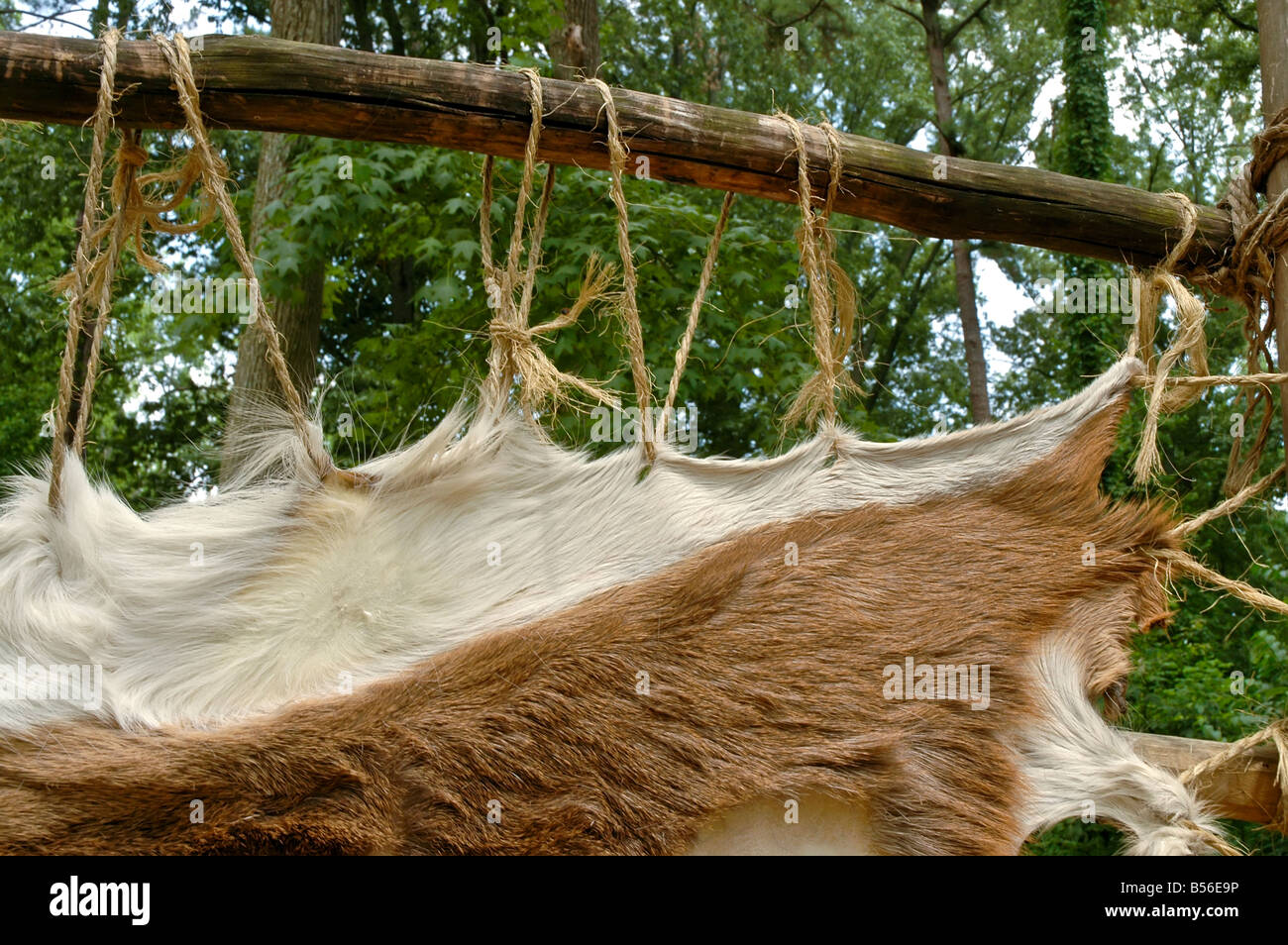 Jamestown Settlement Virginia peaux d'animaux tendues à partir de bois va rack village indien powhatan Banque D'Images
