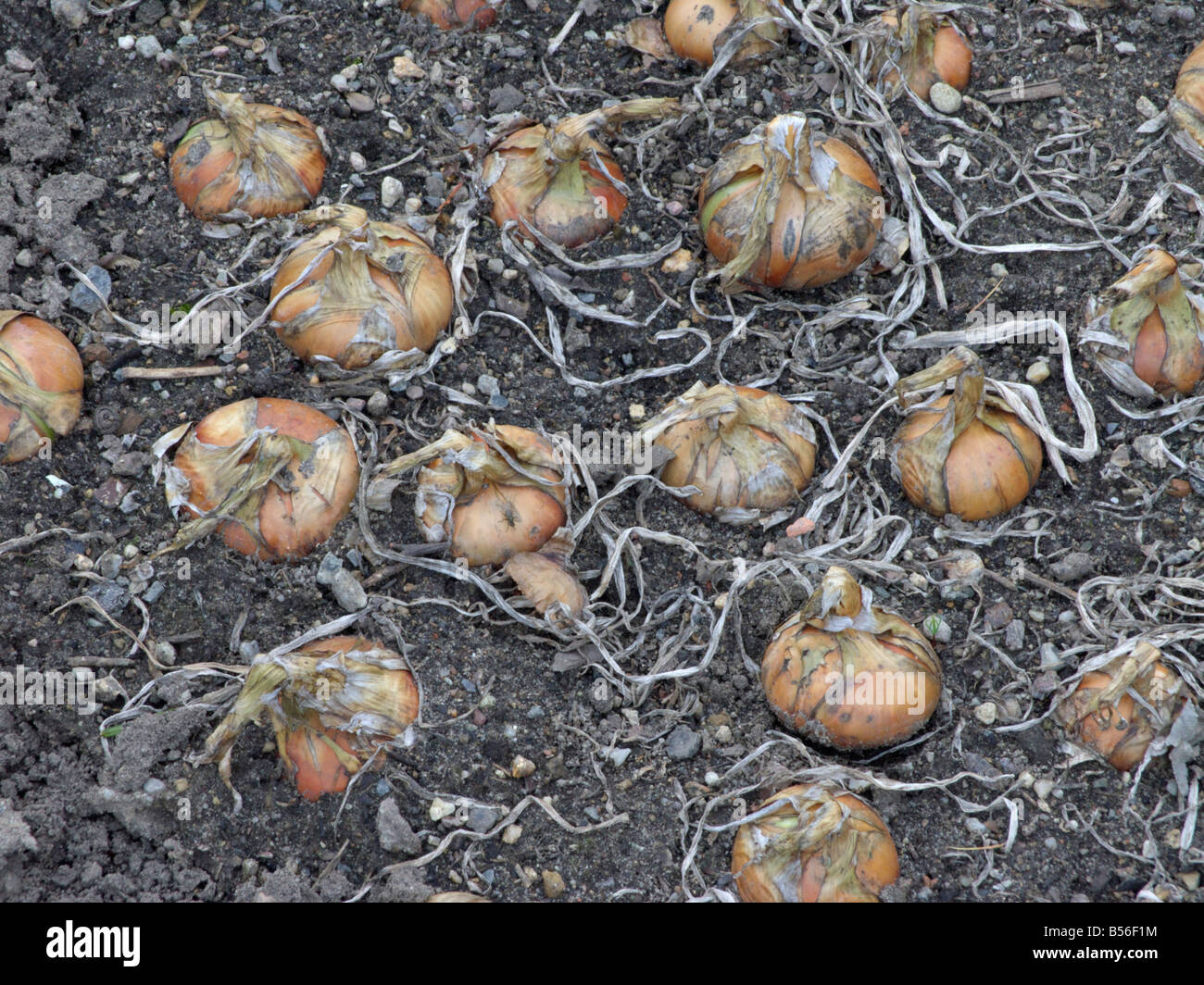 Jardin oignon (Allium cepa) Banque D'Images