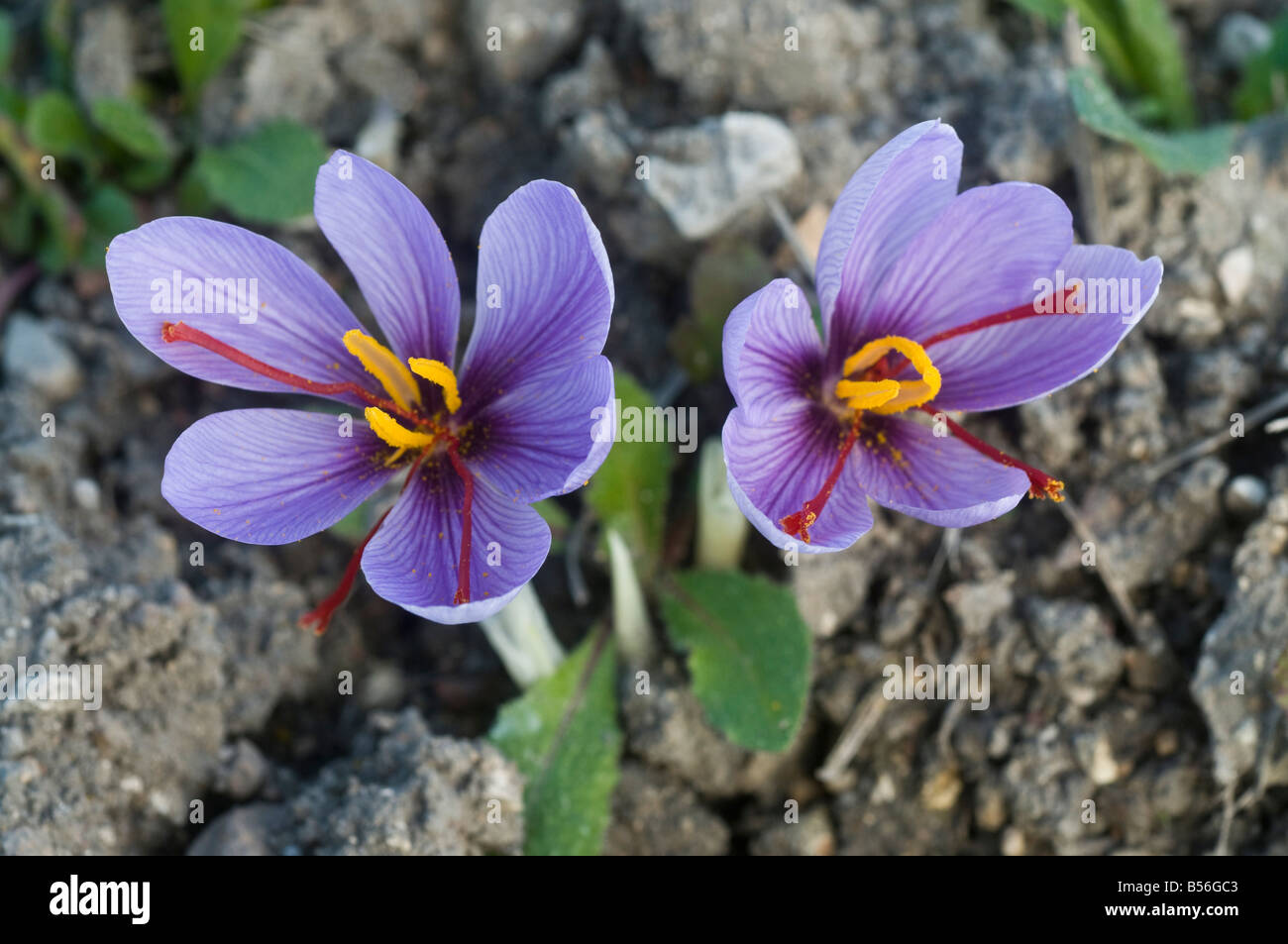 / Safran Crocus sativus fleurs en croissance - sud-Touraine, France. Banque D'Images