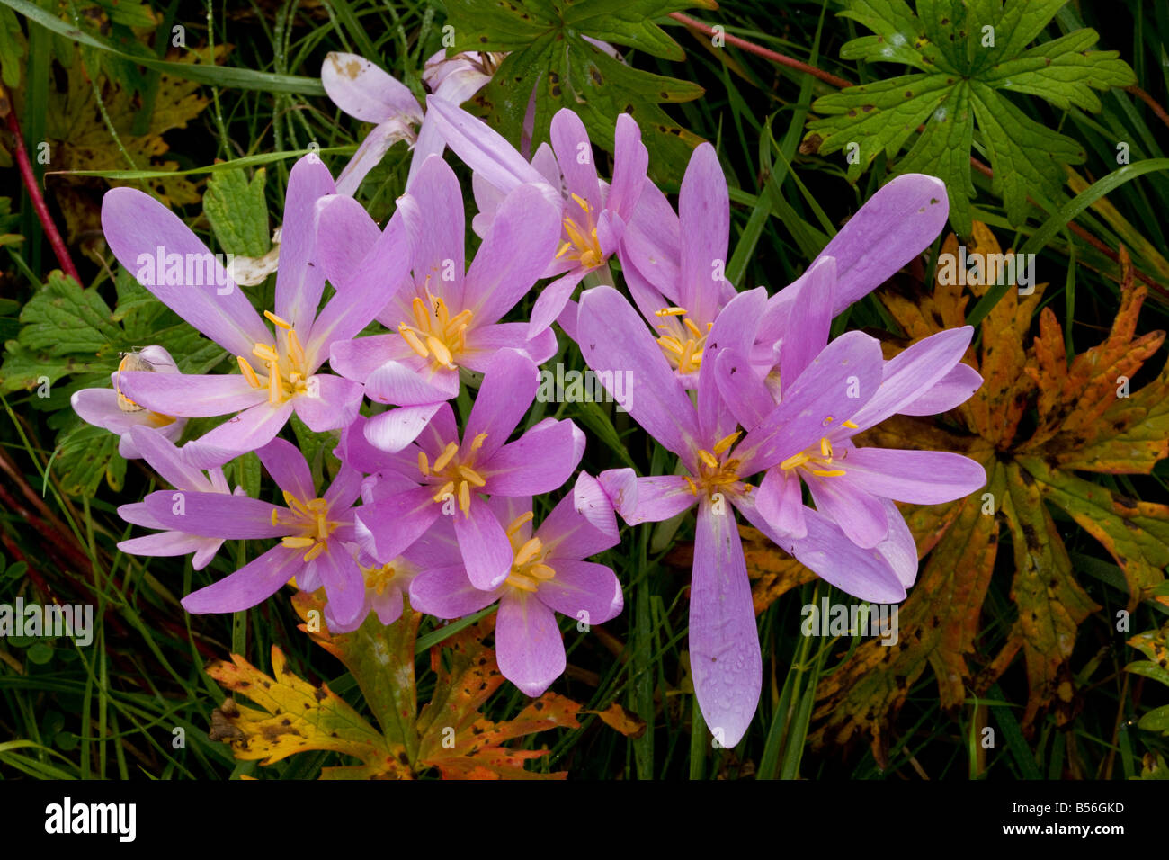 Meadow Safran ou colchique d'automne Colchicum autumnale en fleurs en hay meadow avec des feuilles de géranium sanguin pré Roumanie Banque D'Images