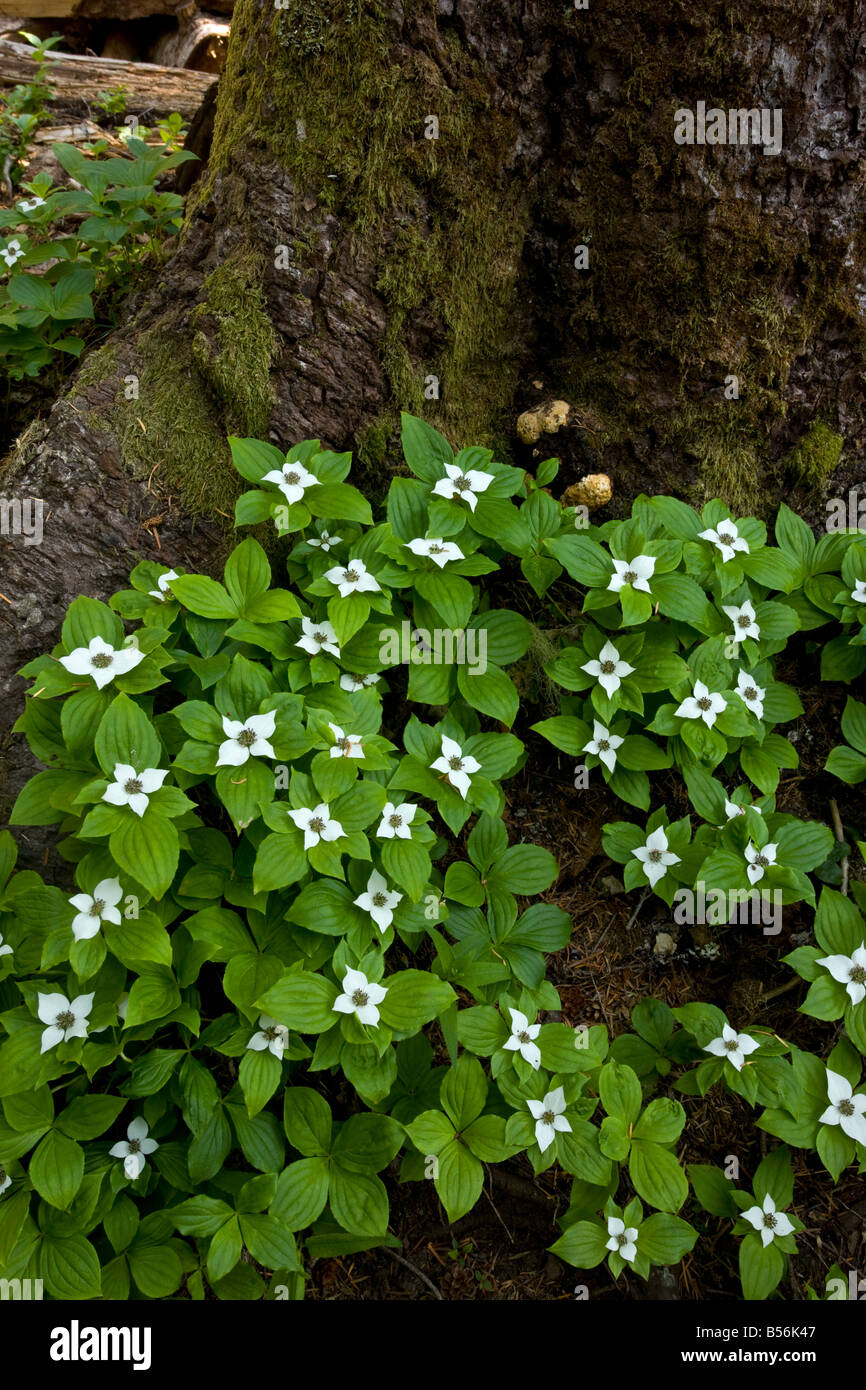 Le cornouiller du Canada ou de l'Ouest le cornouiller du Canada Cornus unalaschkensis préalablement inclus dans le Cornus canadensis des Cascades en Oregon Banque D'Images