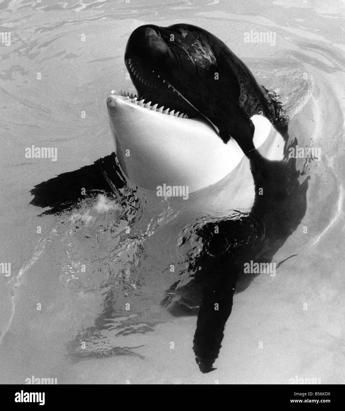 Killer Whale, Nemo. Mai 1985 P009392 Banque D'Images
