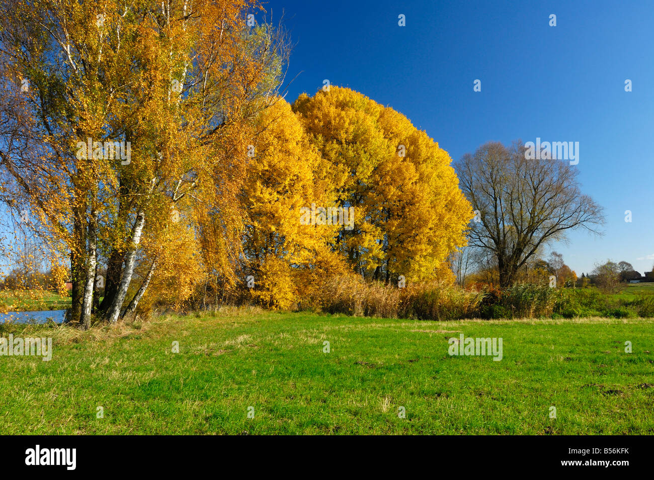 Les arbres pendant la saison automne debout à l'Elbe au sud d'Hambourg. Banque D'Images