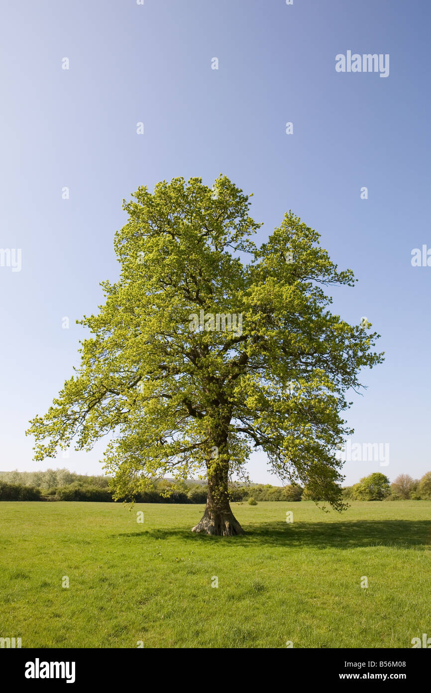 Arbre de chêne en été Banque D'Images