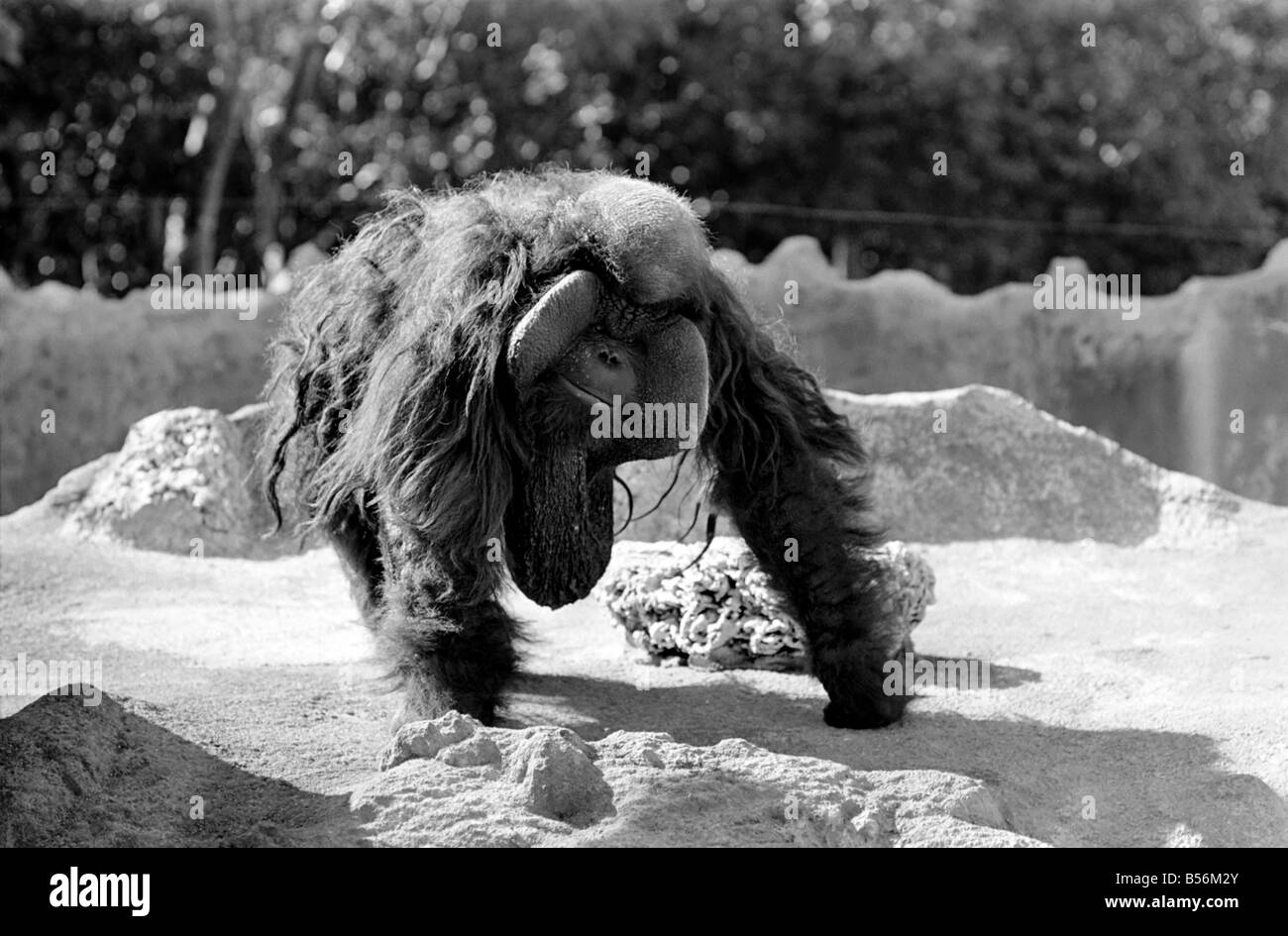 Meme Le Plus Laid Du Monde Souffre De Pere En Expectative Les Nerfs Tandis Que Sa Femme Lazes Dans Une Niche En Attendant Calmement Pour L Heureux Evenement Sabang Et Suzie Sont Sur