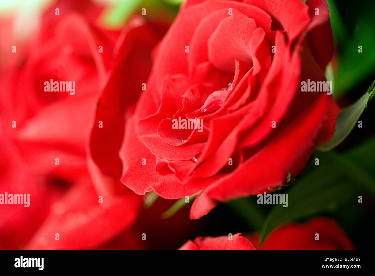 Portrait d'une rose Banque D'Images