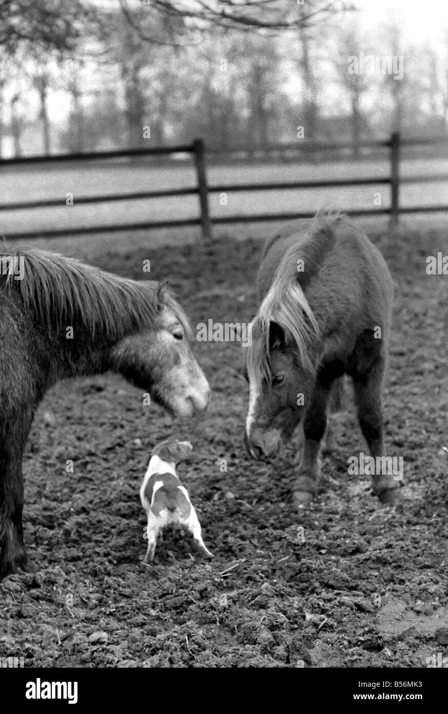 Nipper un chenil produites 'terrier de travail' comme tous les autres chiens se sent le froid ces jours-ci. Il appartient à l'entraîneur de chevaux Scottie Pringle de Newmarket. Lorsque Scottie ou sa famille prendre le chien autour de l'équitation Nipper s'exécute dans un boîtier à poney d'avoir quelques minutes chat avec son copain le CMON le poney. Tout d'abord, il ressemble à un poney comme pour dire bonjour puis il coinually tourne la tête de façon à ce que le souffle chaud du poney va dans chaque oreille. Monsieur Pringle a dit que sa fille Madge remarqué pour la première fois cette surtout par temps très froid. Désamorcer l'pony respirations de l'air chaud sur la tête de pince. Décembre 1969 Z12530-001 Banque D'Images