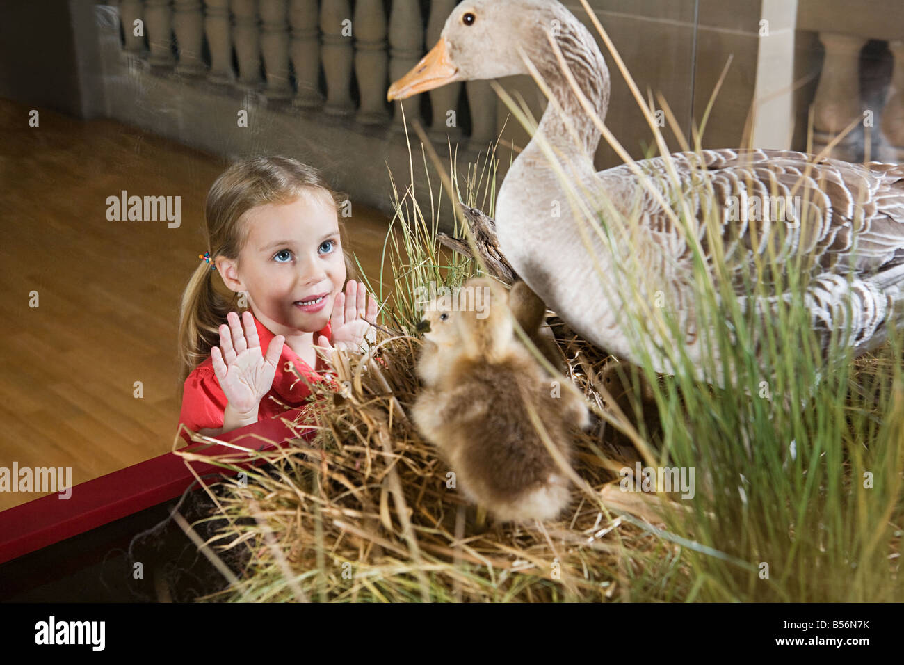 Girl canards farcis dans un musée Banque D'Images