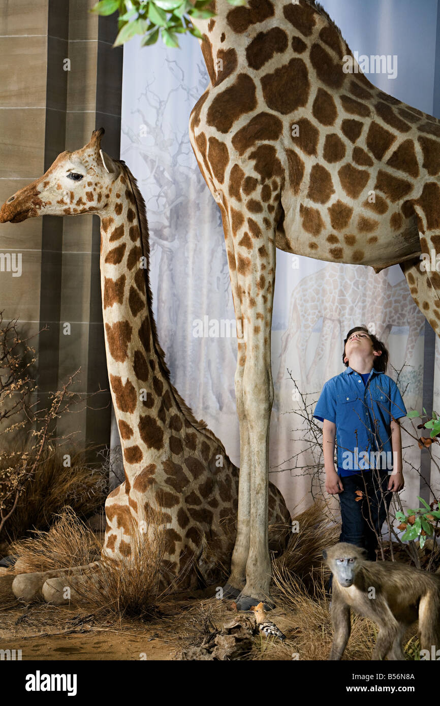 Garçon debout sous une girafe Banque D'Images