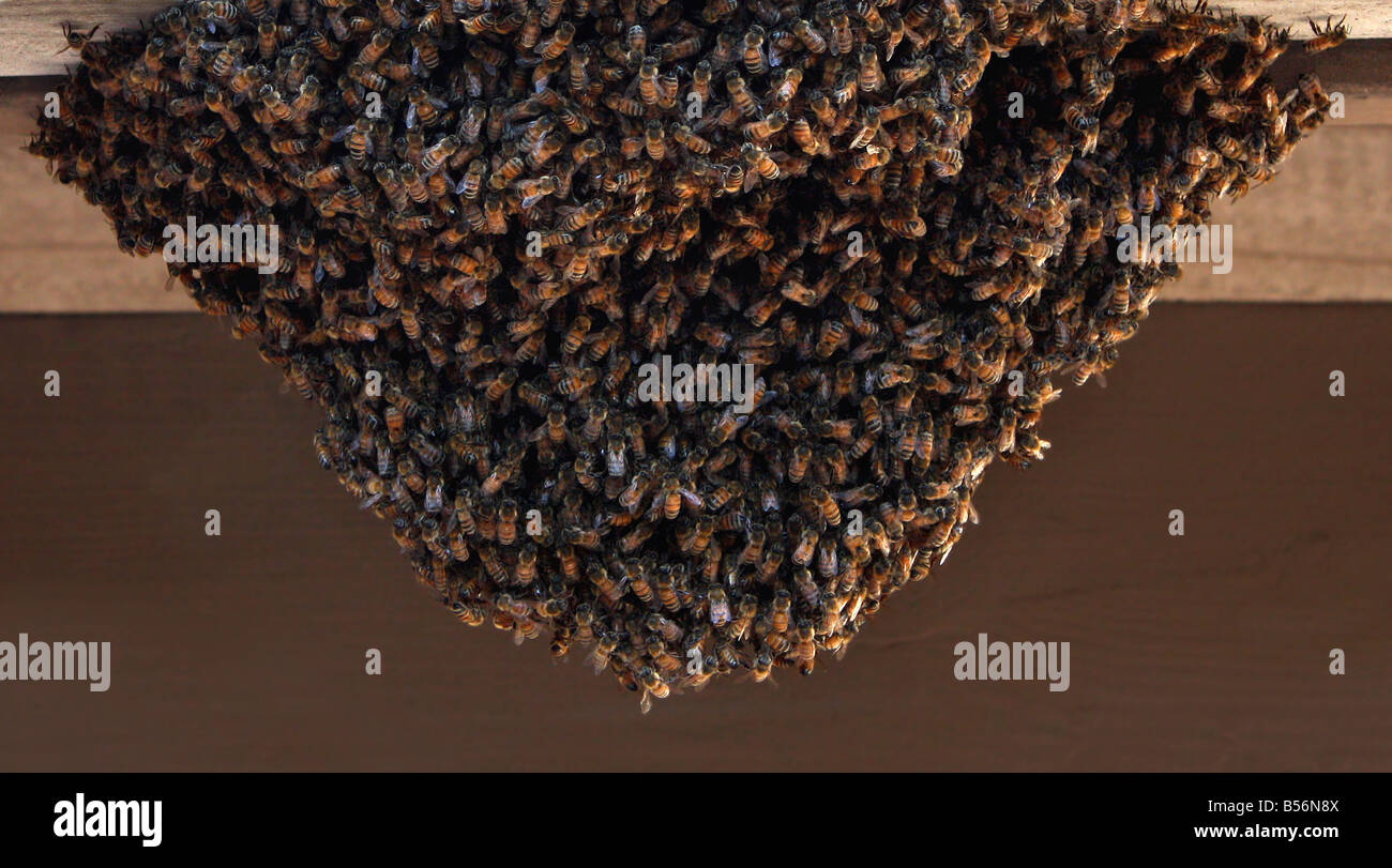 USA Nom de l'abeille pour insectes volants de la superfamille Apoidea ces abeilles ont été photographiés alors qu'ils construisaient une ruche Banque D'Images