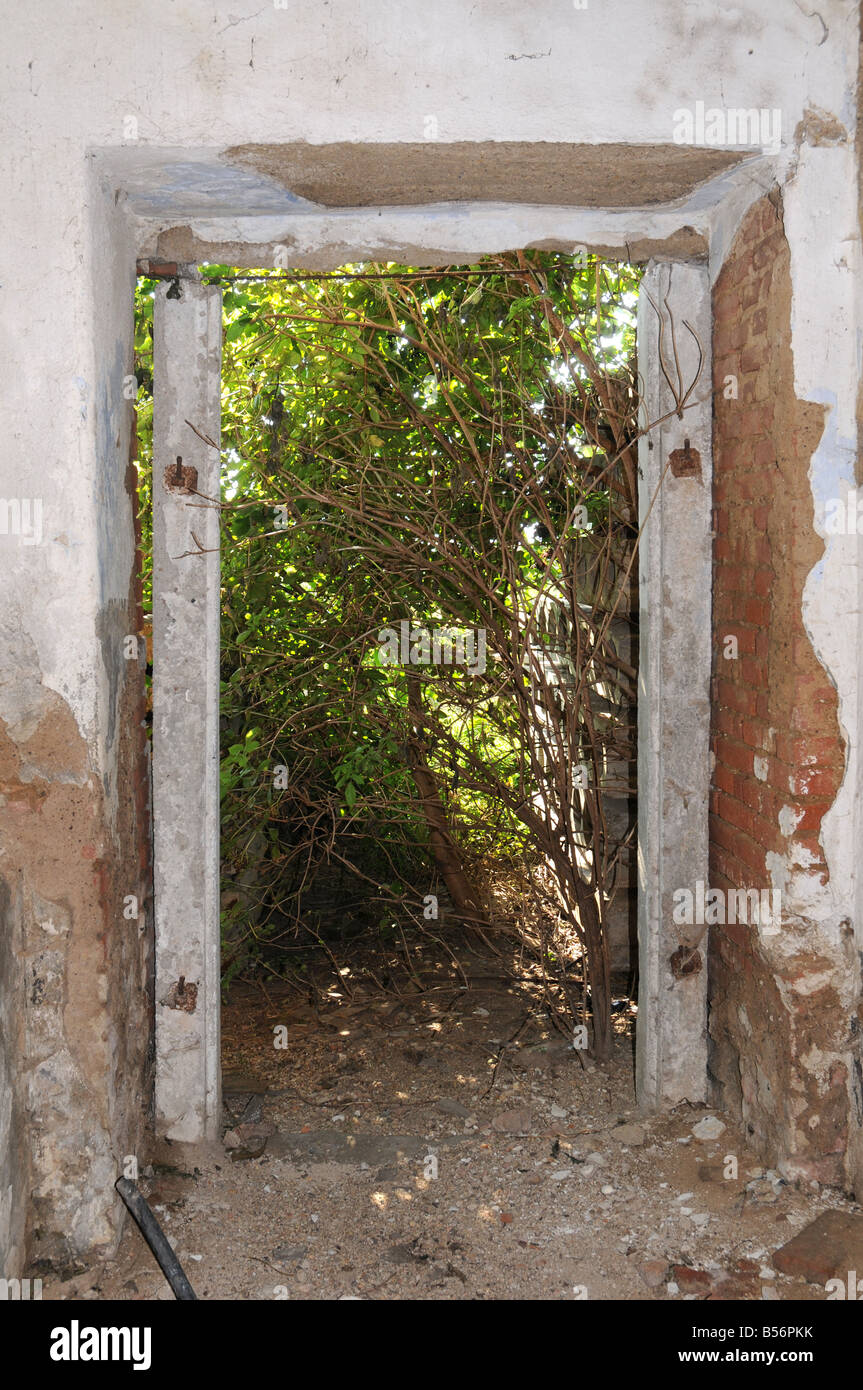 Porte d'une étable de désolation envahi par la végétation Photo Stock -  Alamy