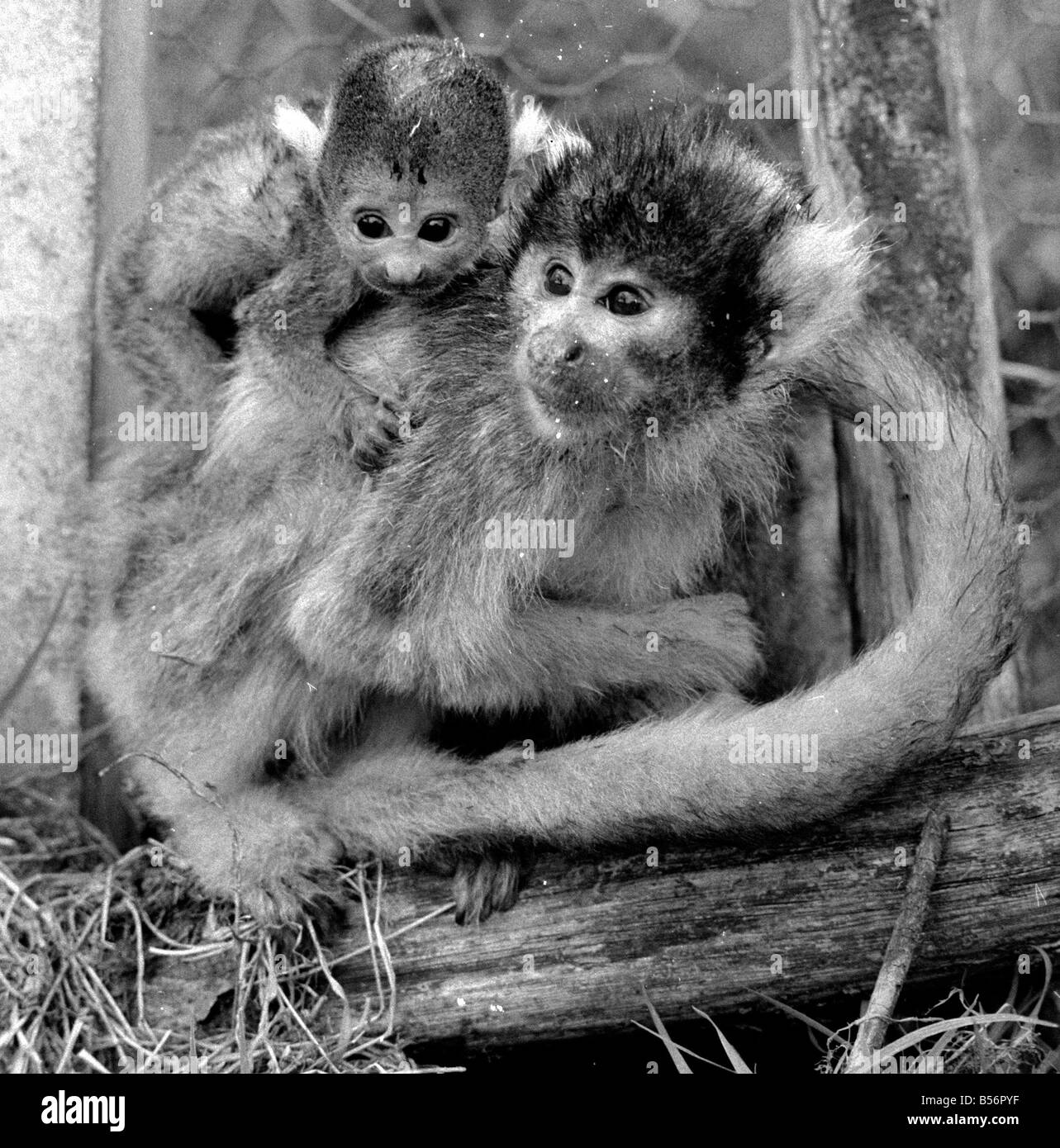 Petit Singe Banque D Images Noir Et Blanc Page 2 Alamy Petit Singe Banque D Images Noir Et Blanc Page 2 Alamy