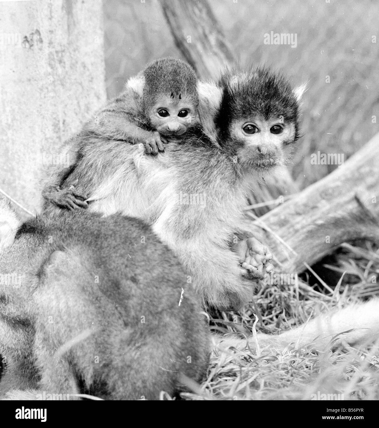 Petit Singe Banque D Images Noir Et Blanc Page 2 Alamy Petit Singe Banque D Images Noir Et Blanc Page 2 Alamy