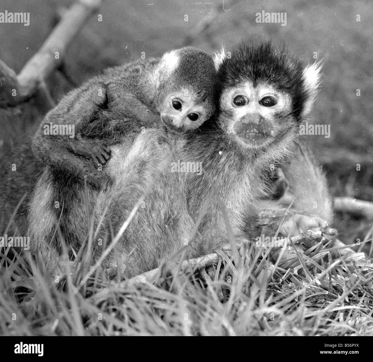 Petit Singe Banque D Images Noir Et Blanc Page 2 Alamy Petit Singe Banque D Images Noir Et Blanc Page 2 Alamy