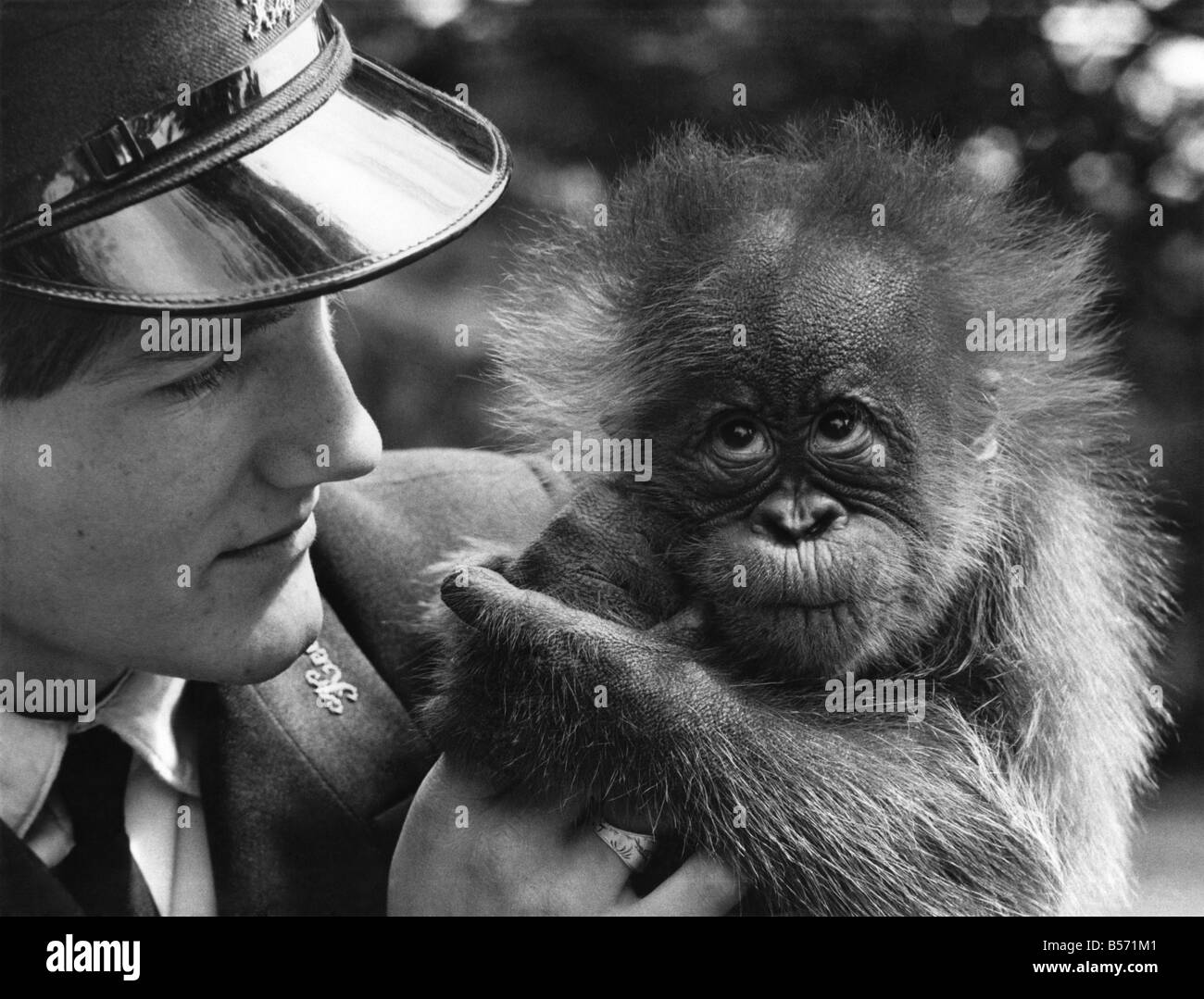 Oscar l'orang-outan peut avoir l'air aimable, mais sa mère n'avait pas l'air de le penser. Elle a rejeté quand il est né. Heureusement toutefois, huit semaines, Oscar se met à très bien avec son compagnon dans la photo - keeper David Gange, qui s'occupe de lui au zoo de Bristol.;Juin 1971;P004080 Banque D'Images